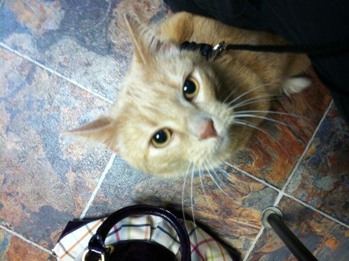 Wabash Valley Animal Hospital Terre Haute