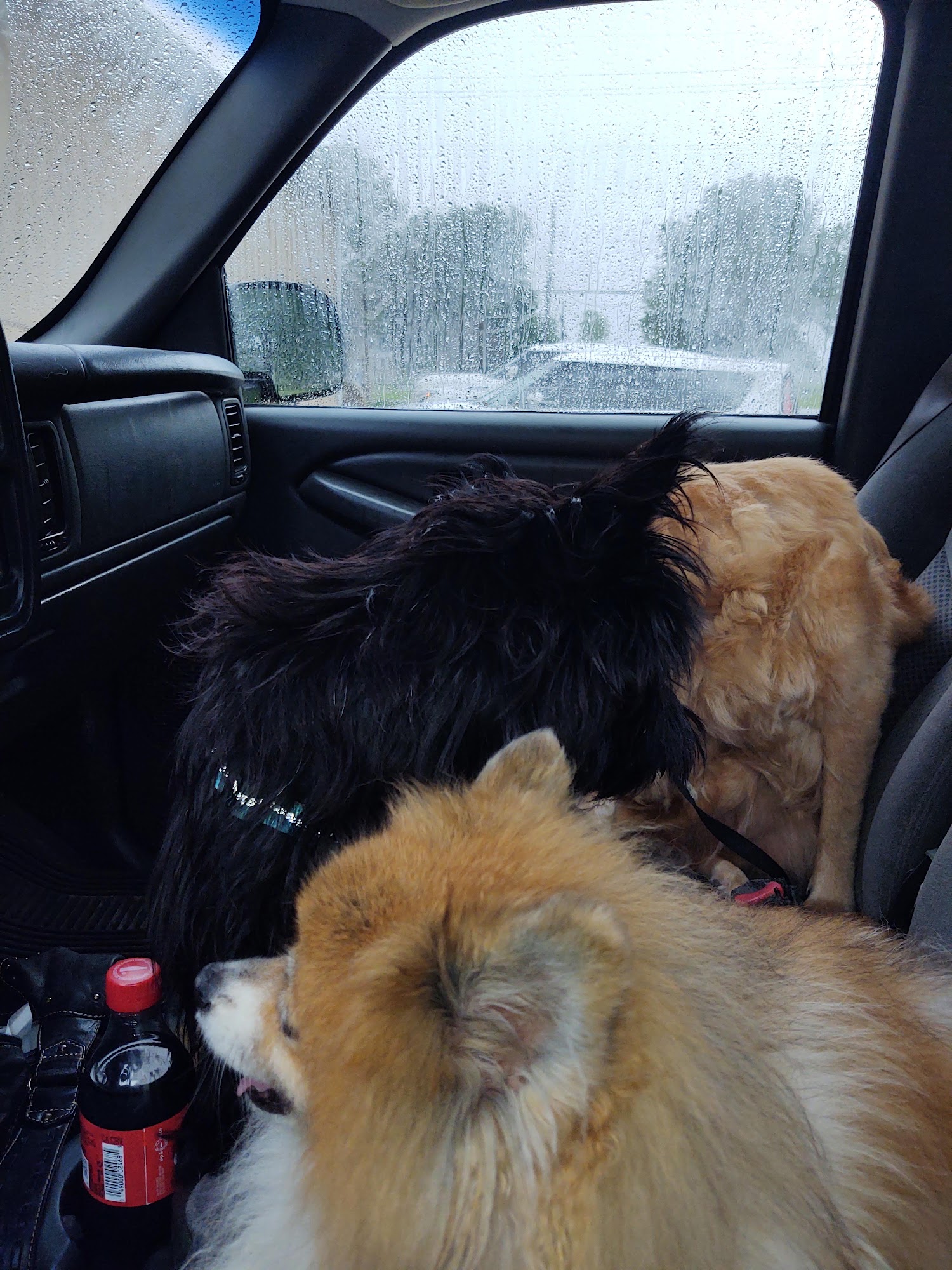 Wabash Valley Animal Hospital Terre Haute