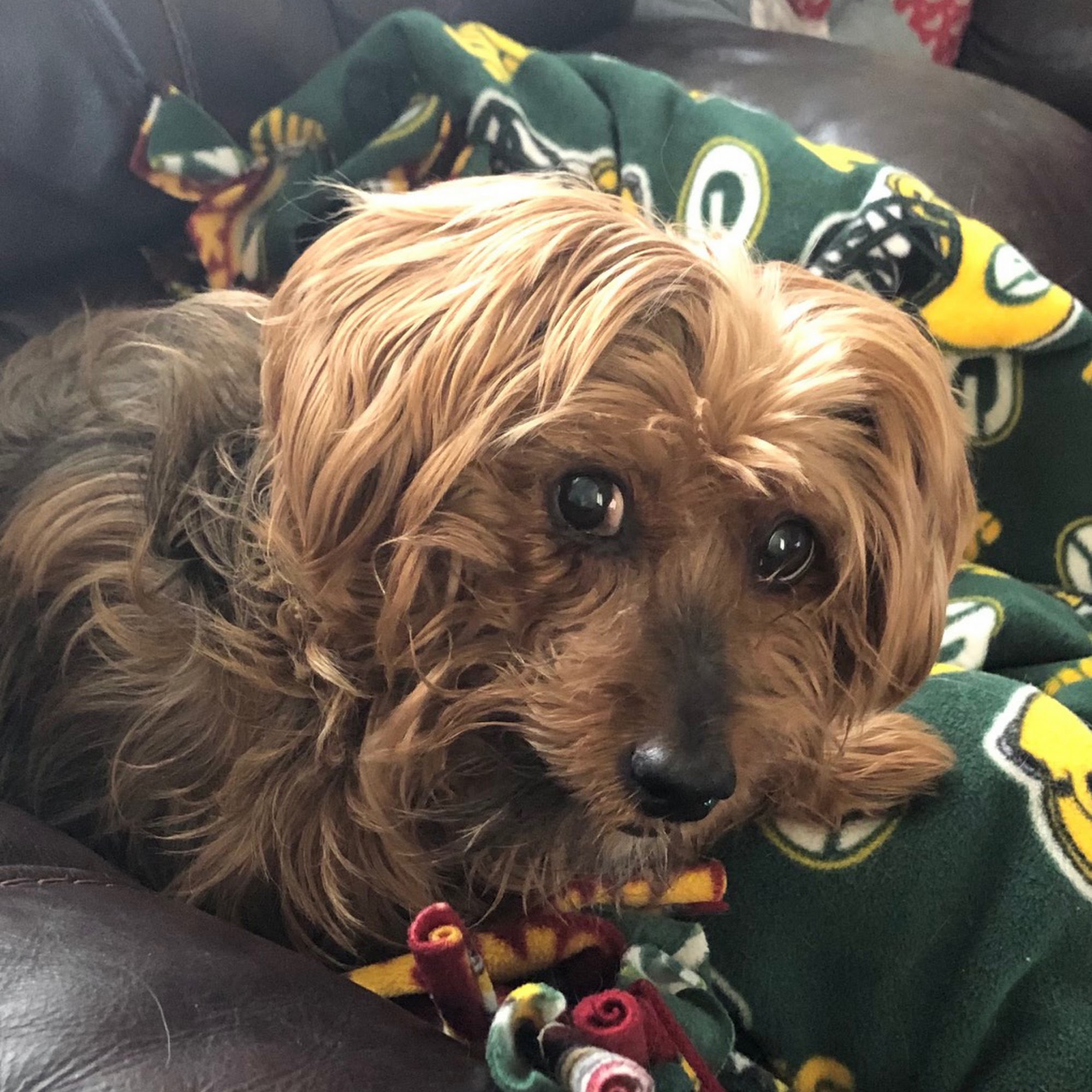 Wabash Valley Animal Hospital Terre Haute