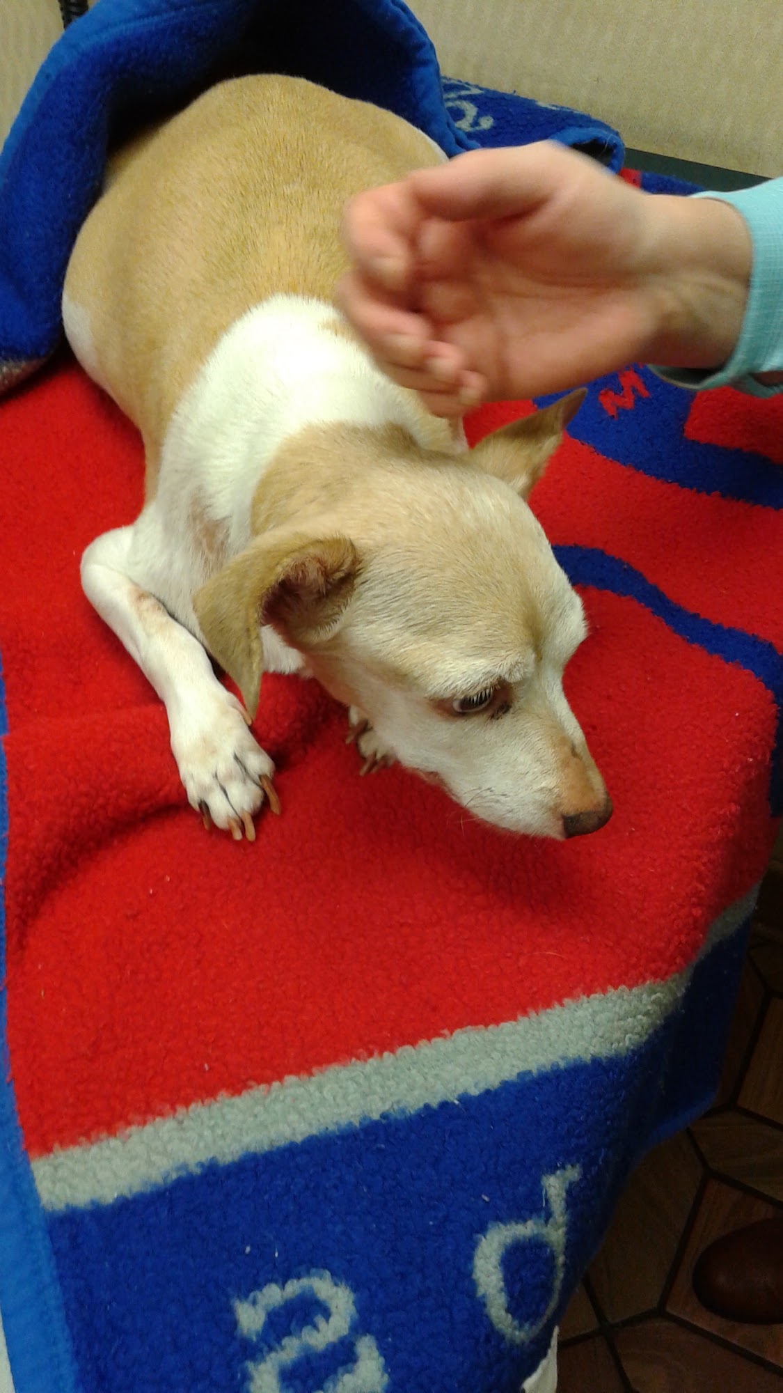 South Heritage Animal Hospital Terre Haute