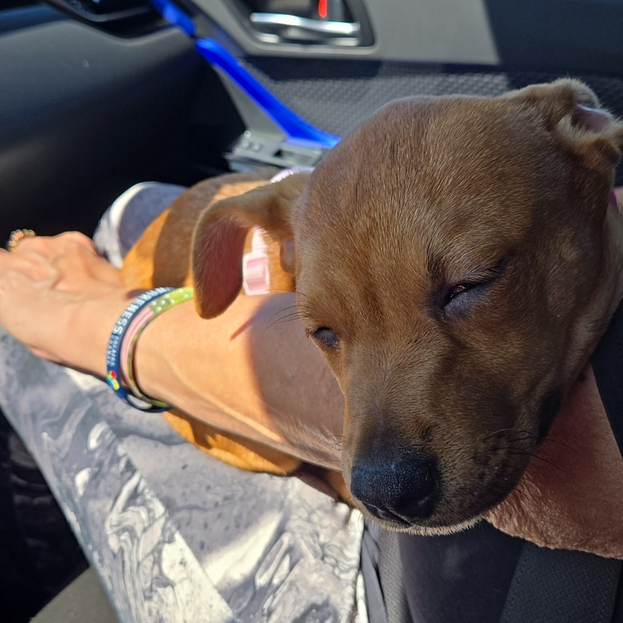 South Heritage Animal Hospital: Camp Whitney D DVM Terre Haute