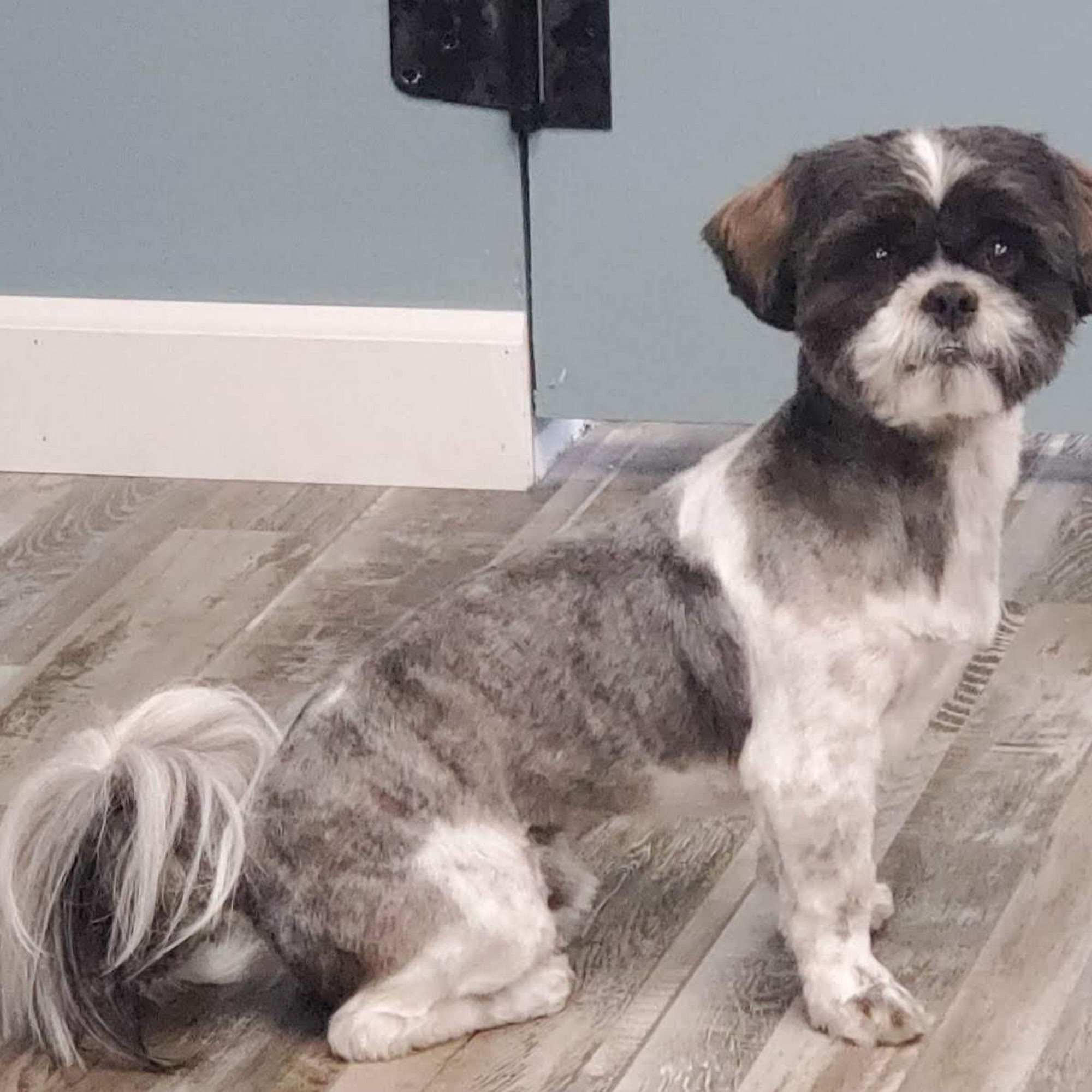 The Paw Spa Terre Haute