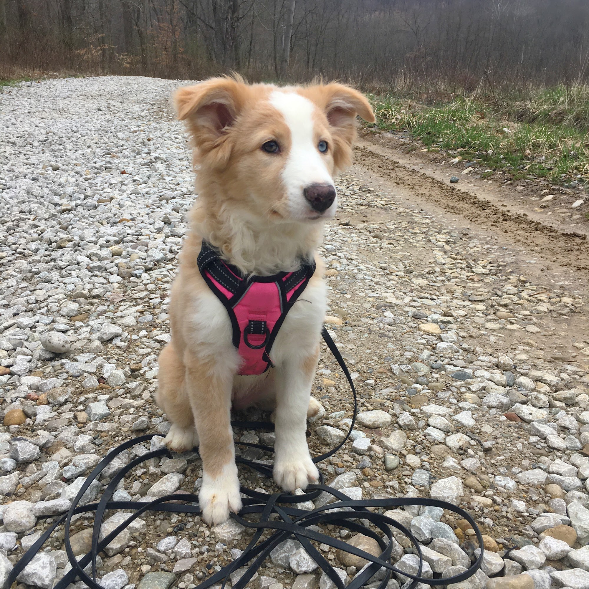 Unlimited Pawsibilities Terre Haute