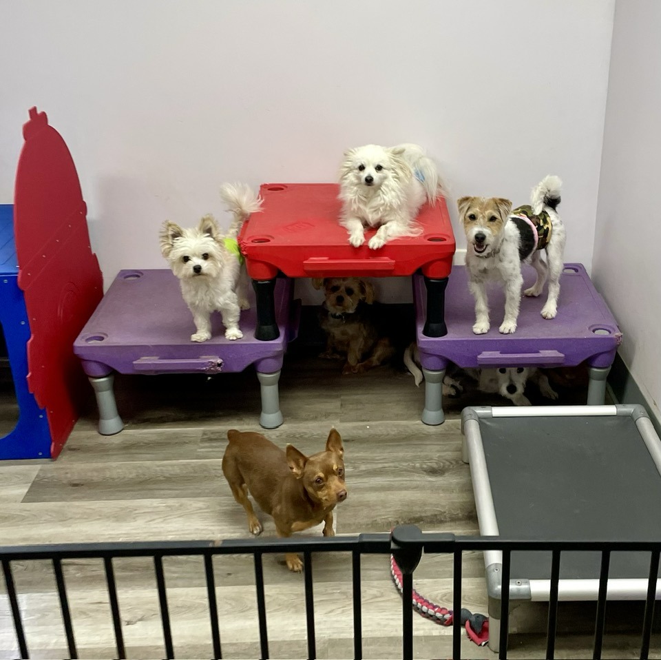 Happy Tails Pet Place LLC Terre Haute