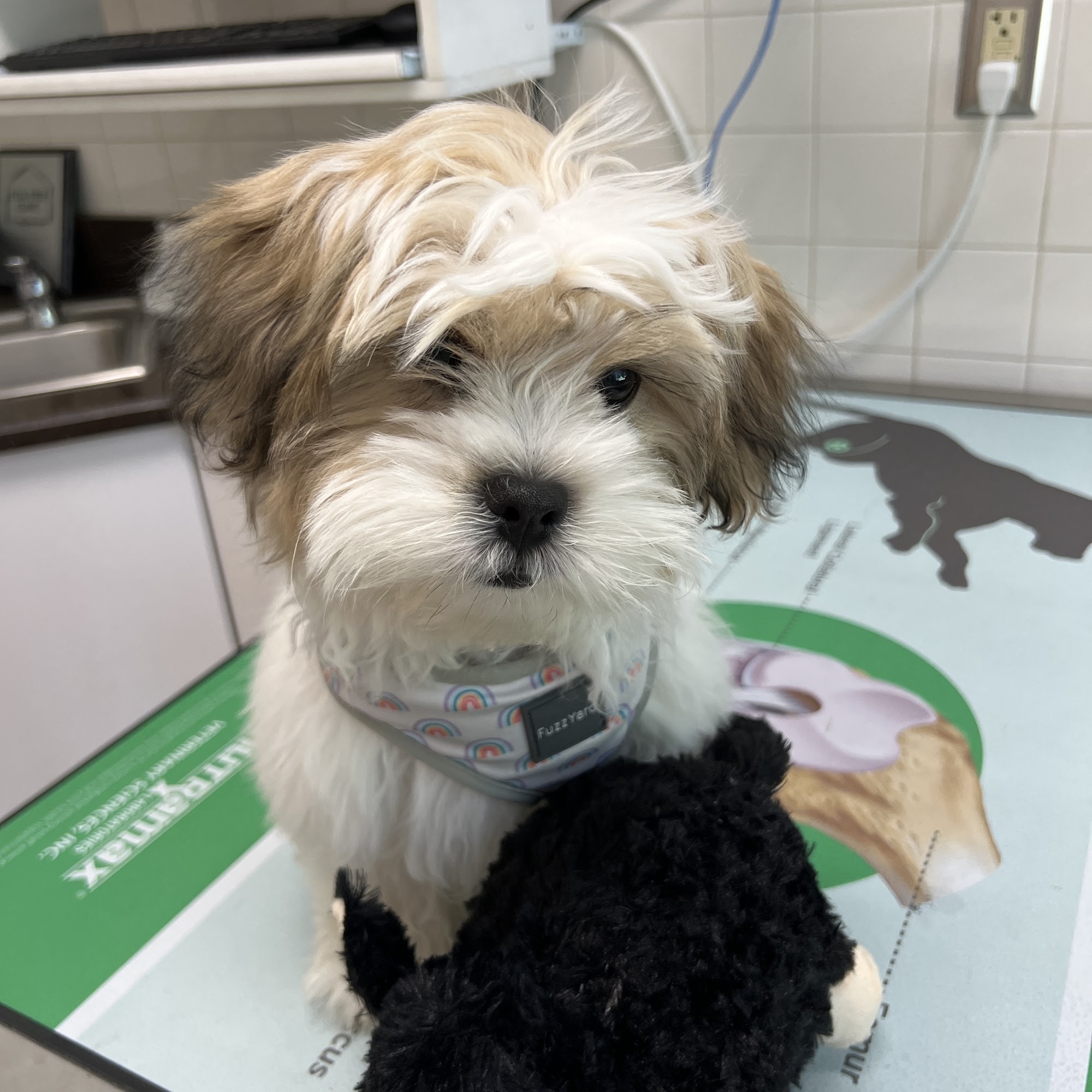 Gast Animal Hospital Valparaiso