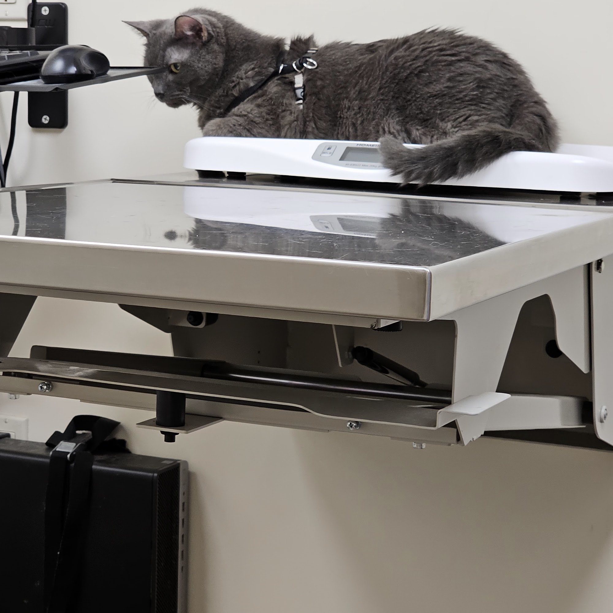 Porter County Pet Clinic Valparaiso