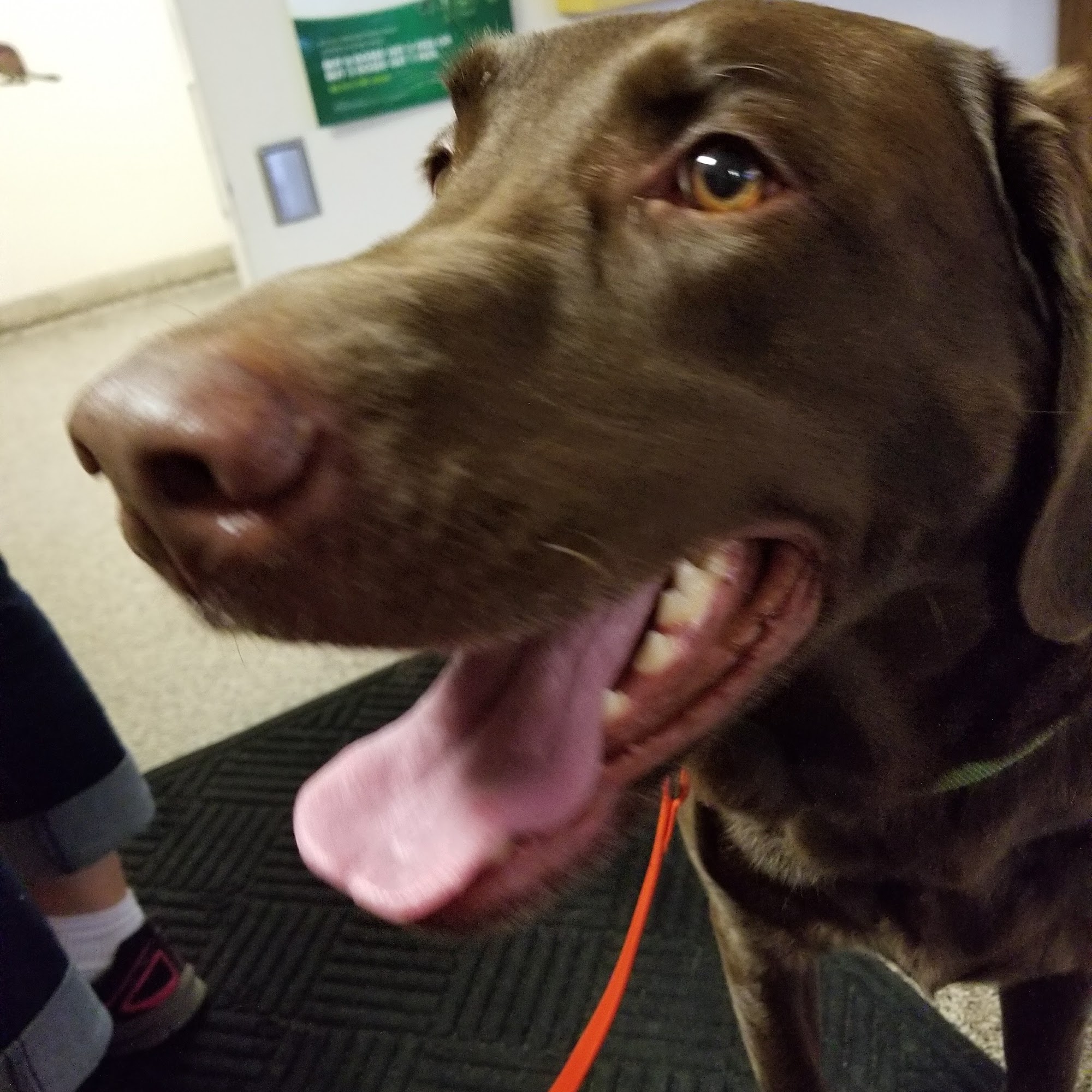 Southlane Veterinary Hospital Valparaiso