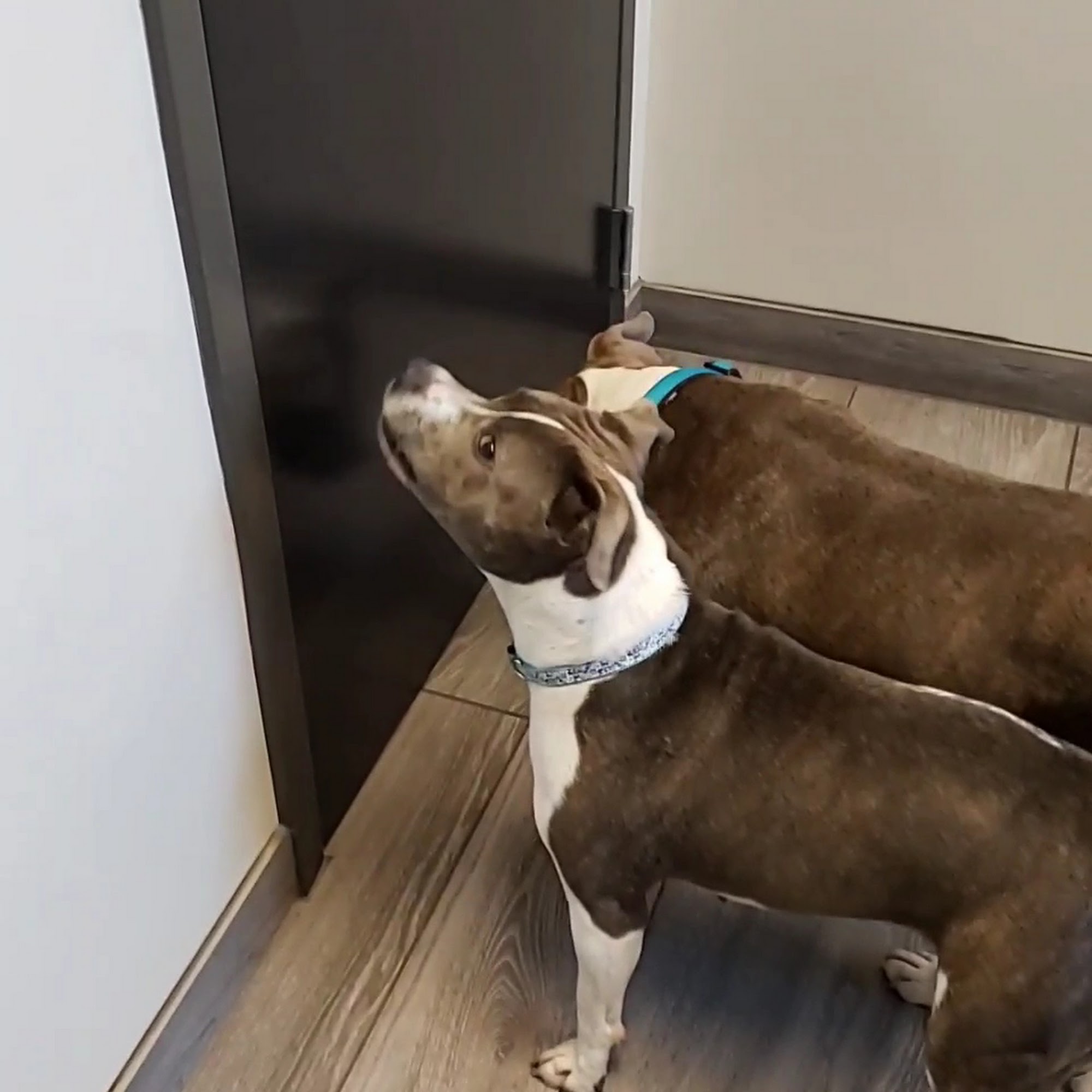 Vale Park Animal Hospital Valparaiso