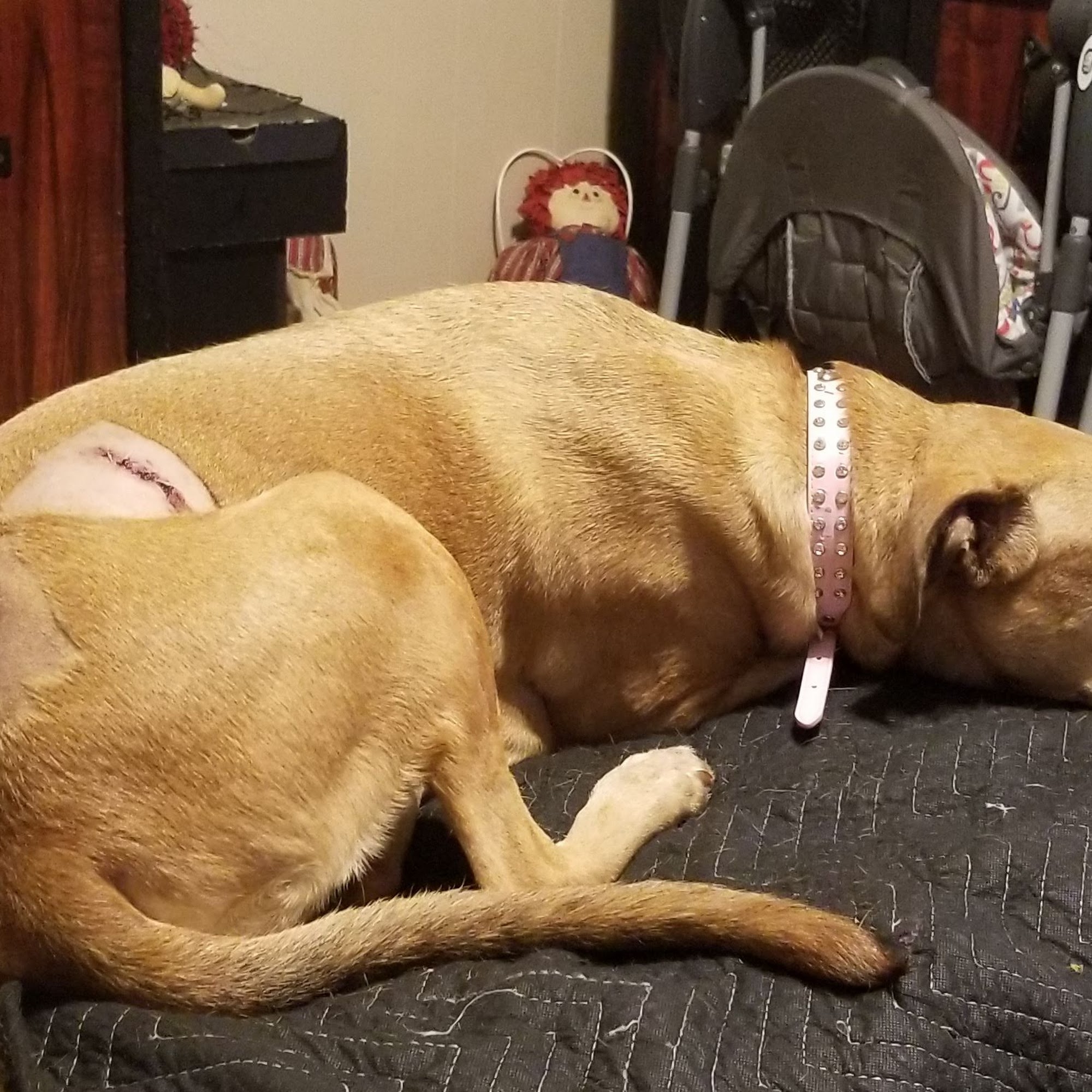 Vincennes Veterinary Clinic Vincennes