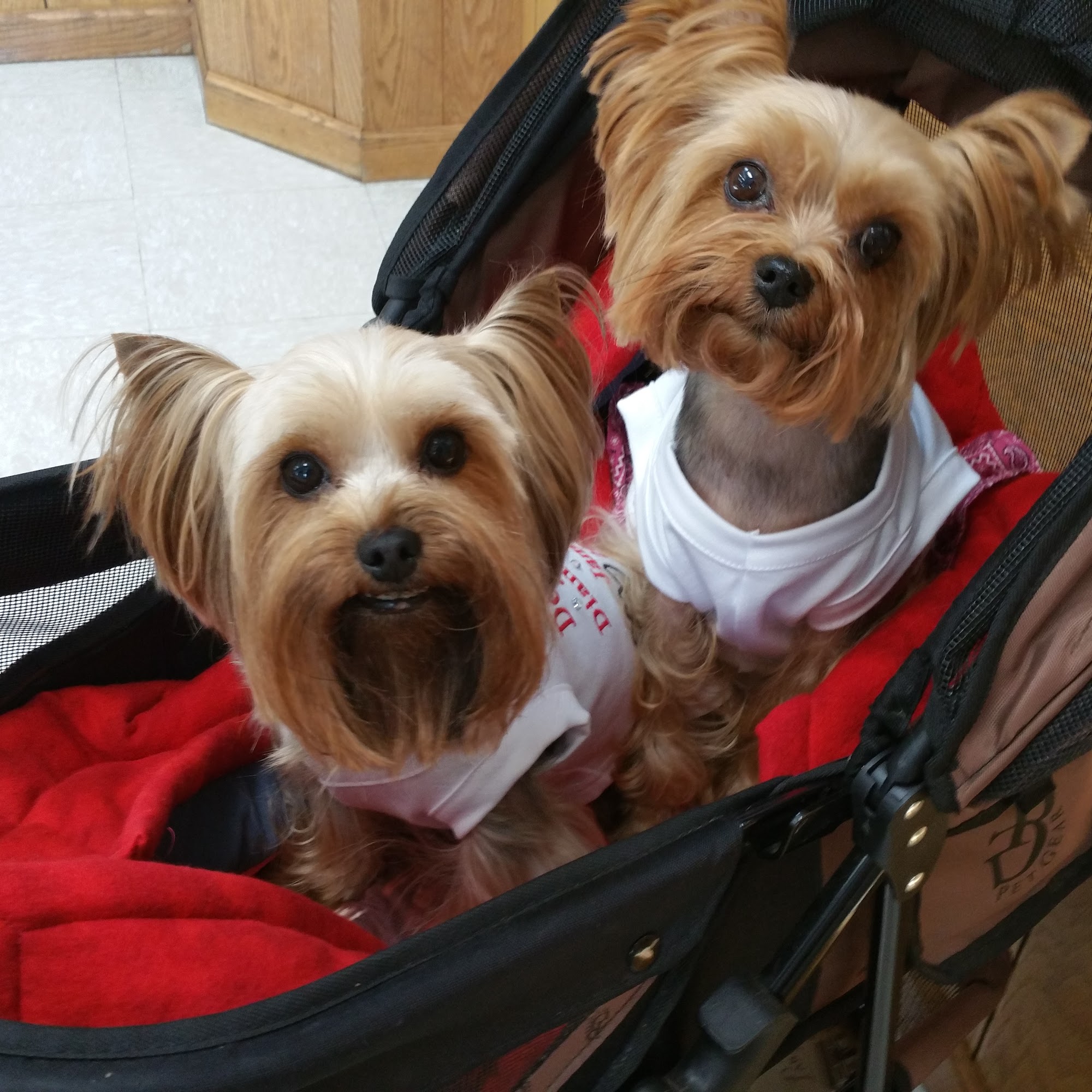 Countryside Veterinary Hospital Wabash