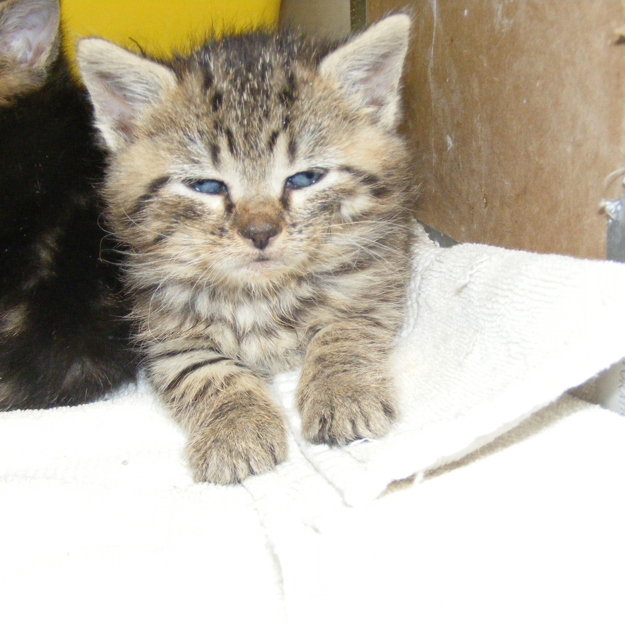 Animal Shelter-Wabash County Wabash