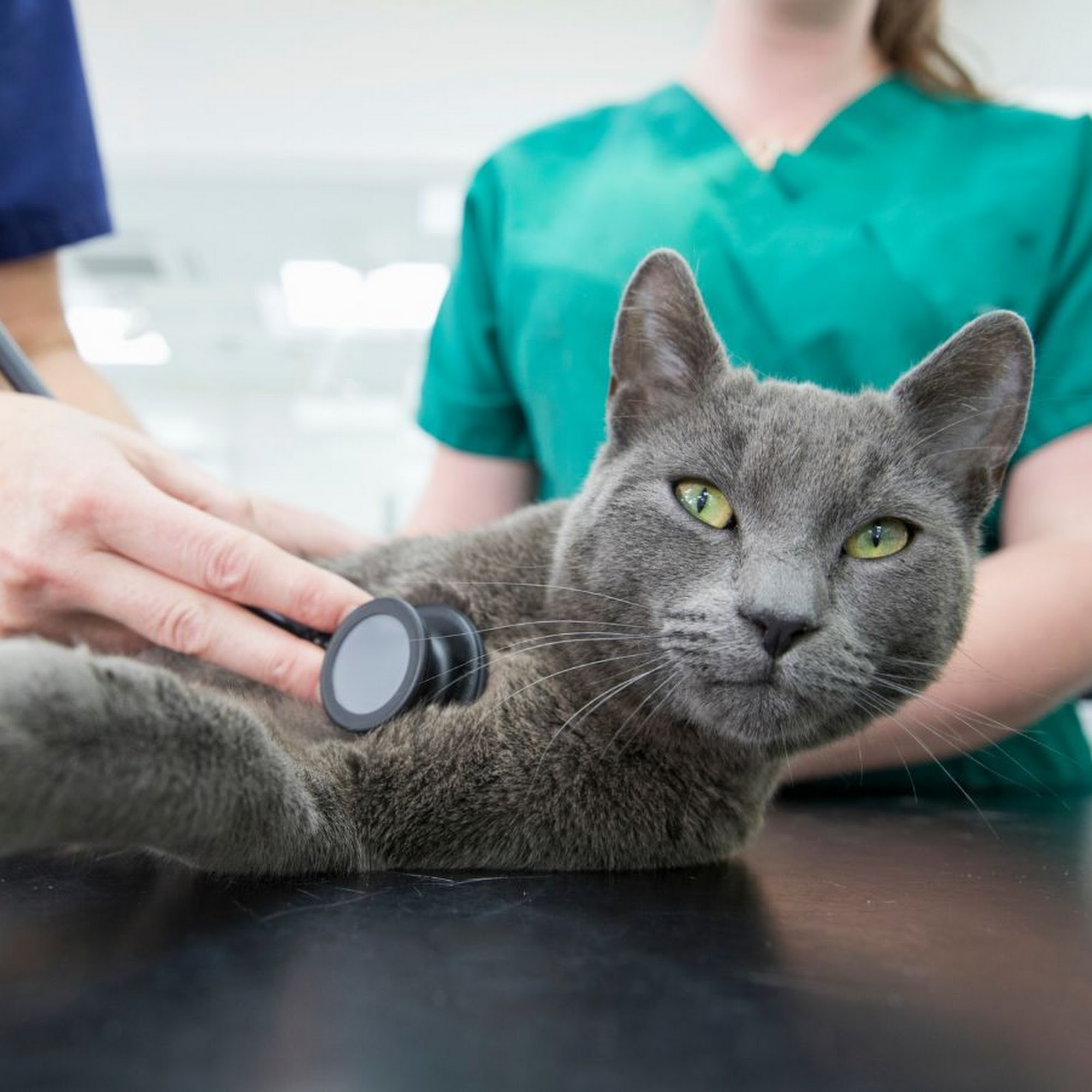 Lake City Animal Health & Wellness Center Warsaw