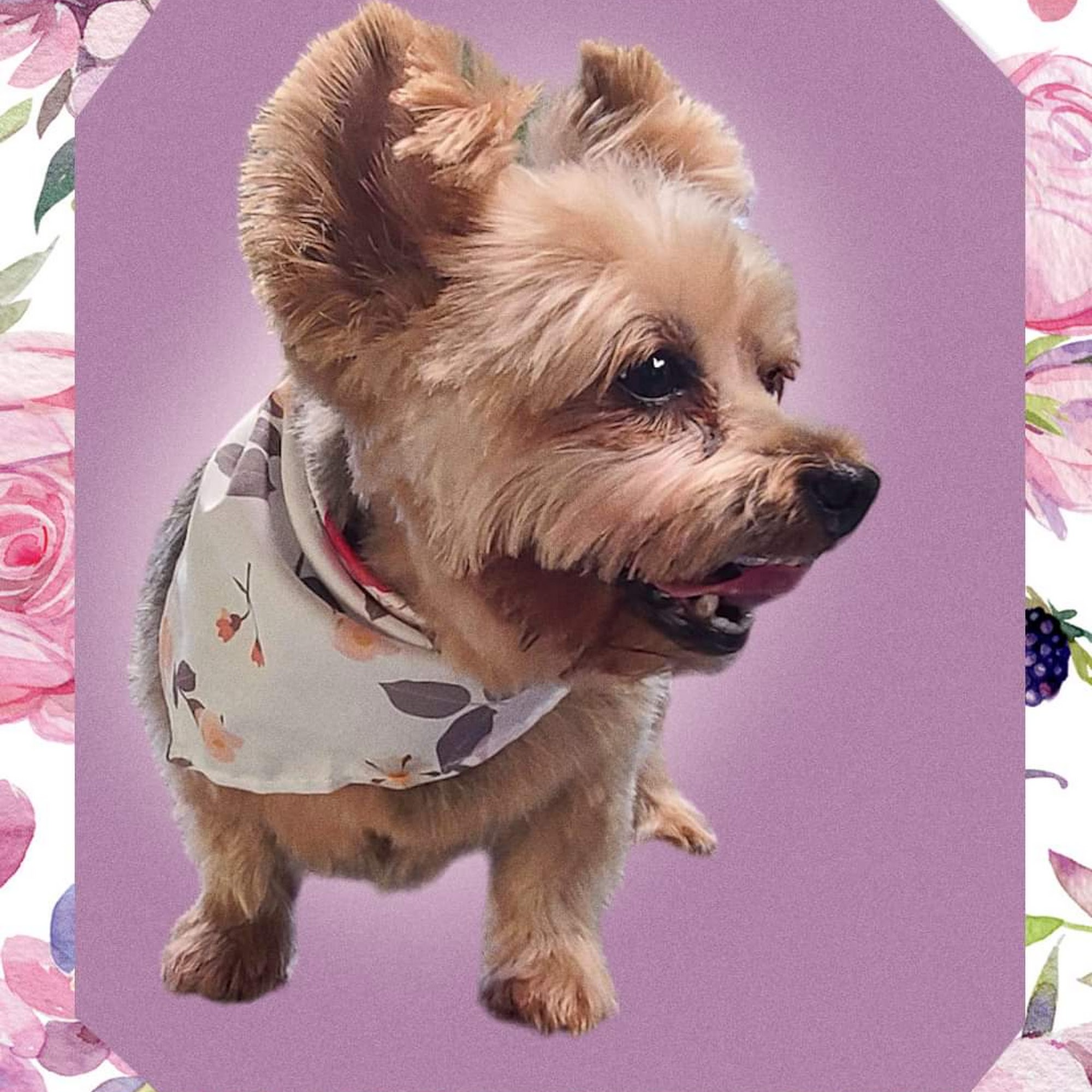 Pampered Pooch Dog Salon Warsaw