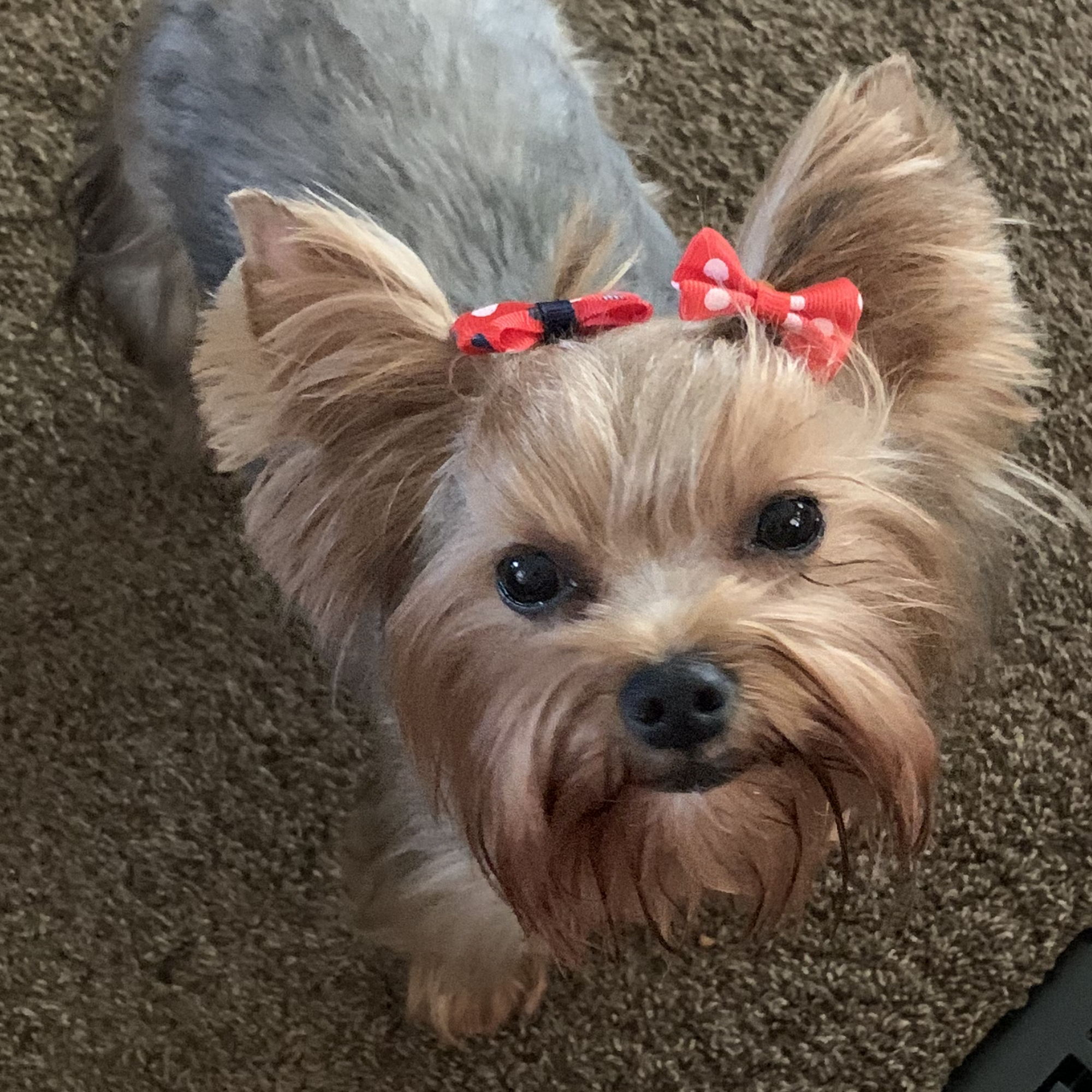 Eastside Veterinary Clinic Washington