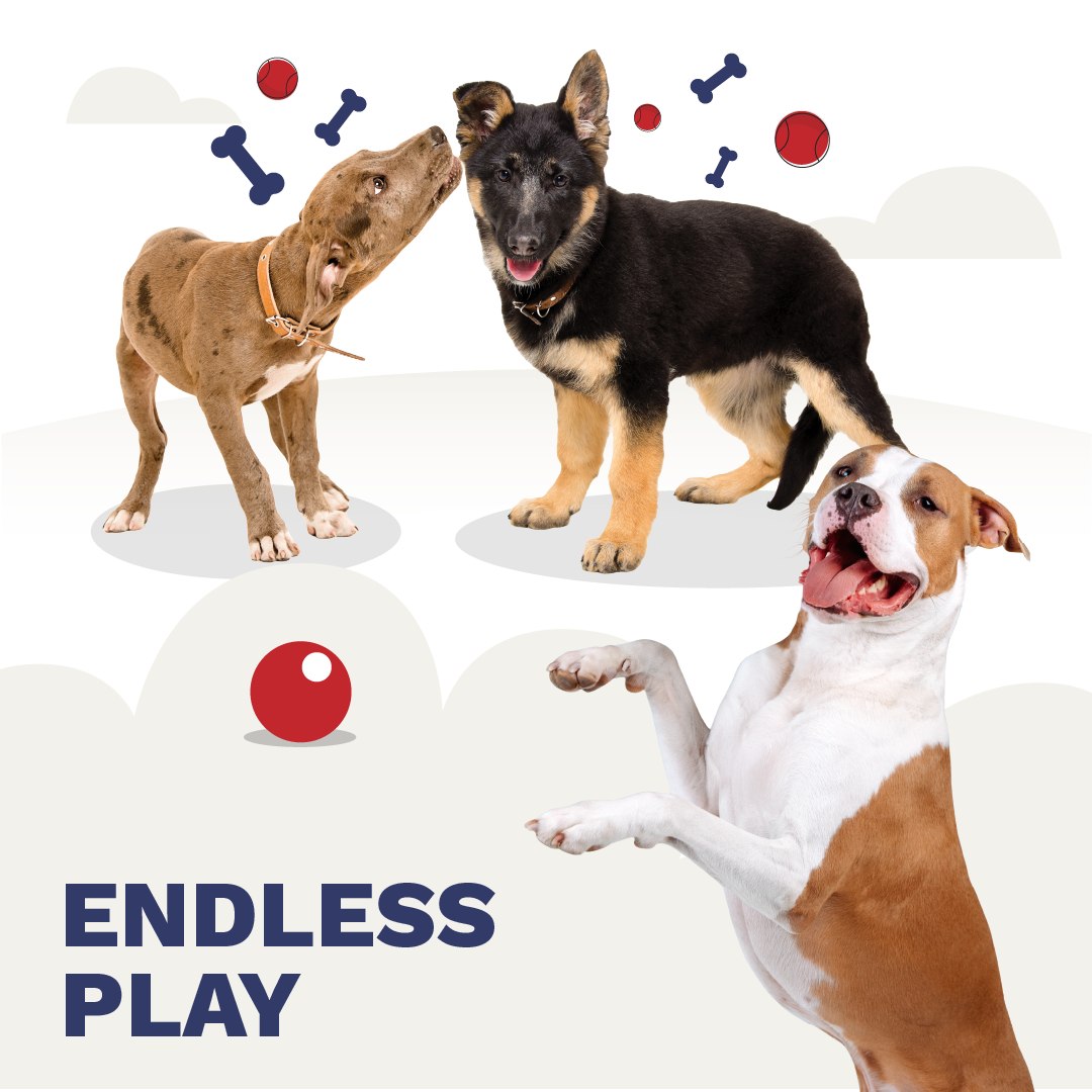 Pooch Palace Resort - West Lafayette West Lafayette