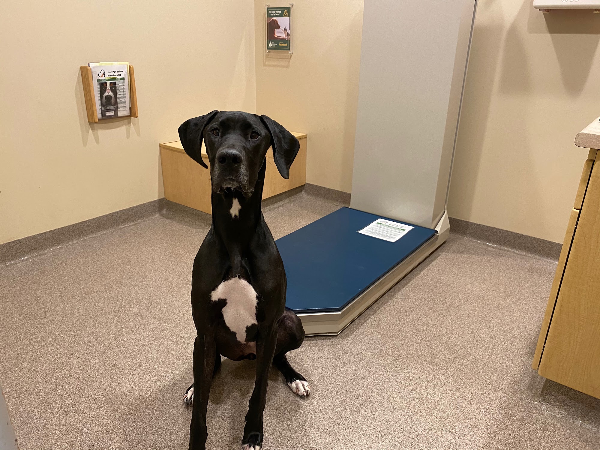 Springmill Pet Wellness Clinic Westfield