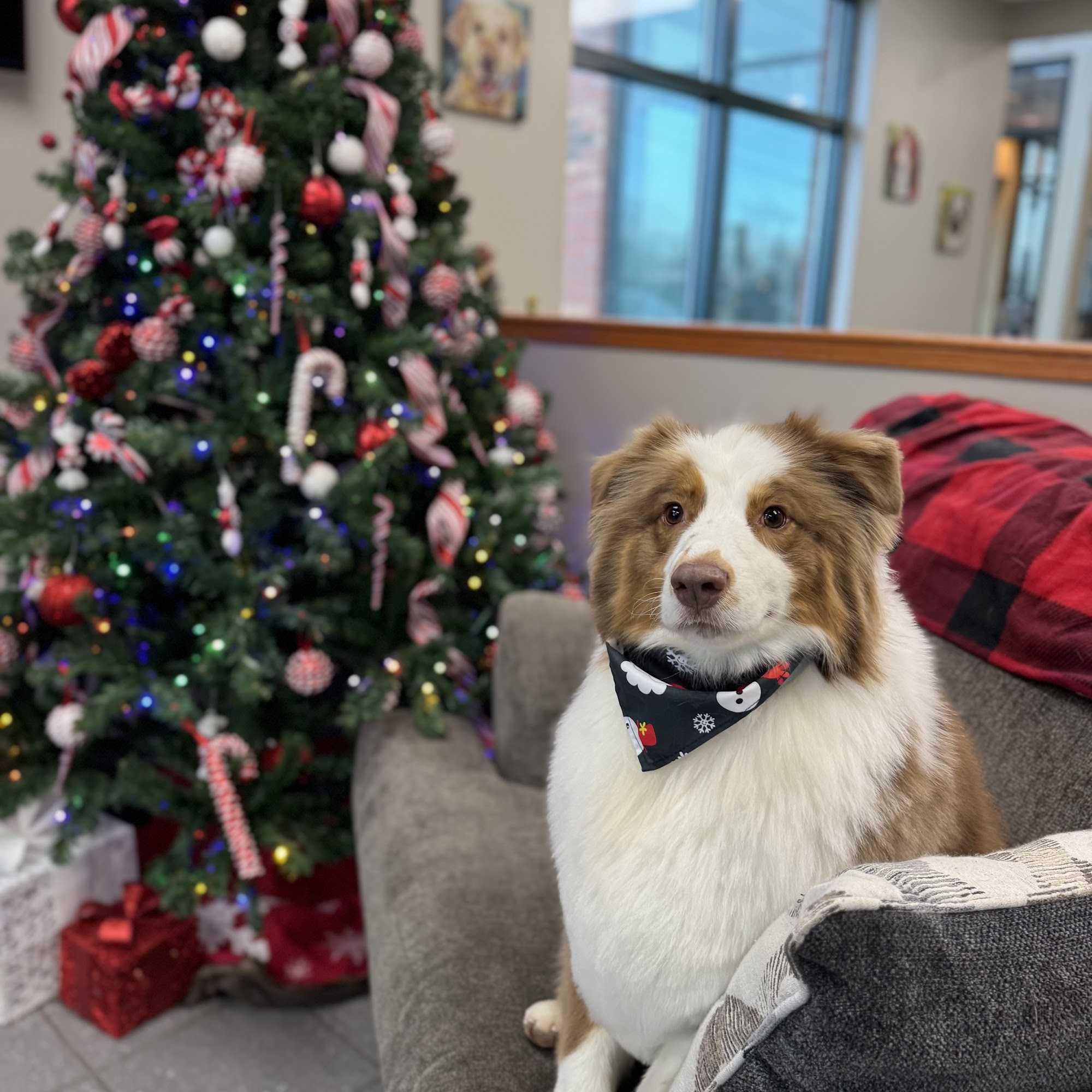 Hamilton Crossing Animal Hospital Westfield