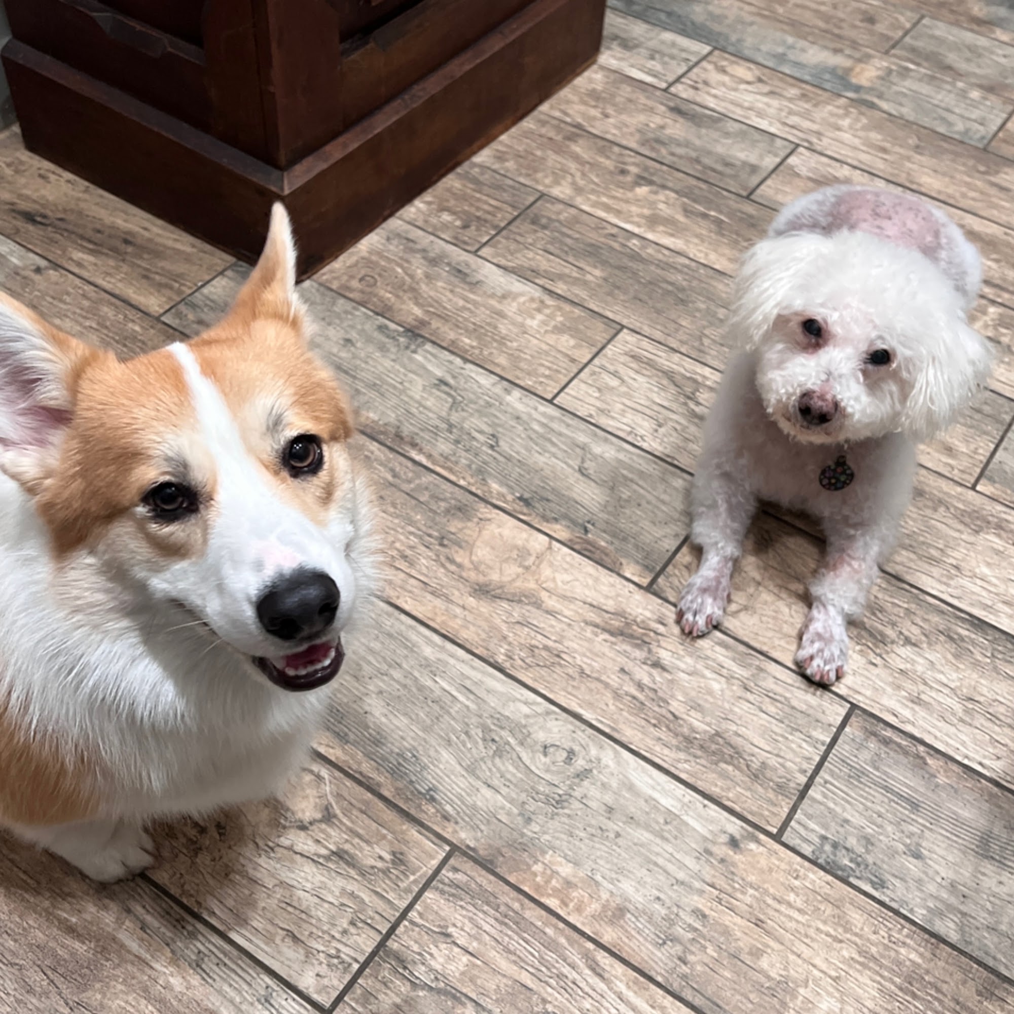 Animal Eye Clinic Westfield