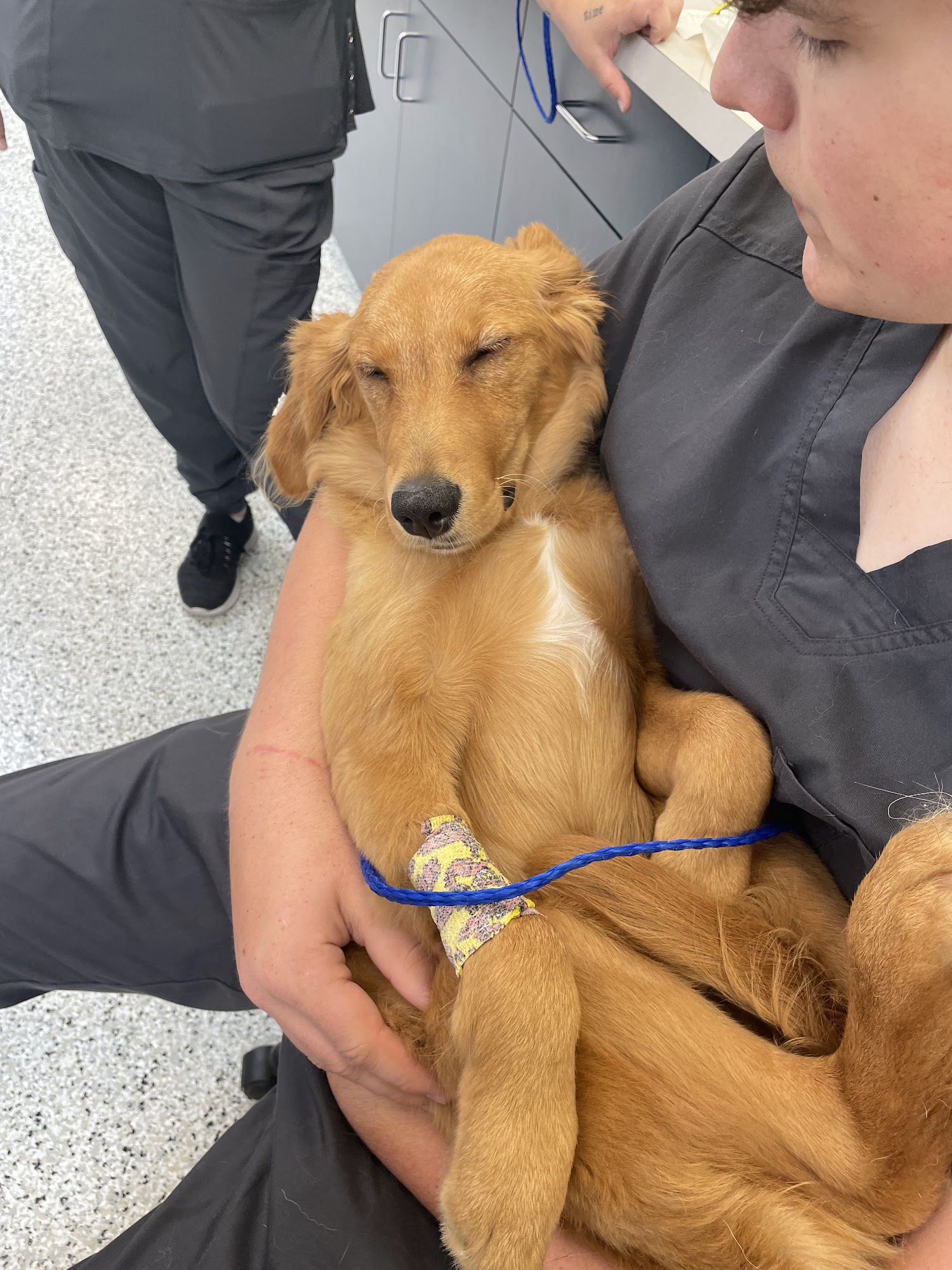 Coyne Veterinary Center Westfield Westfield