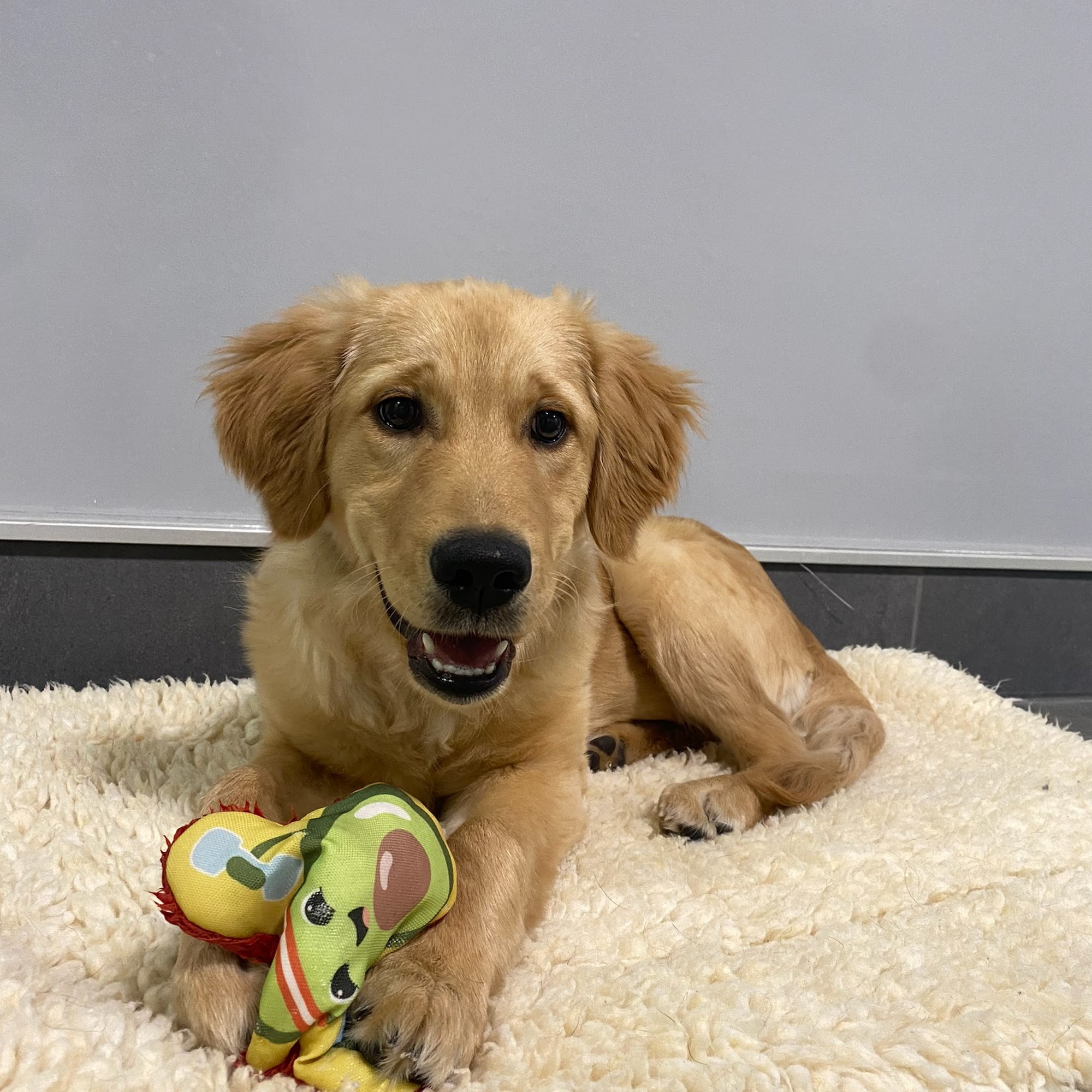 PetSuites Westfield