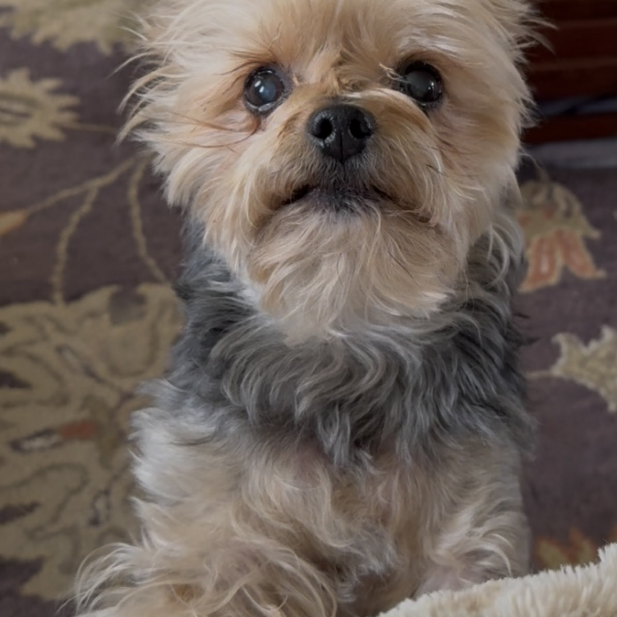 Emergency Veterinary Care Centers Westville