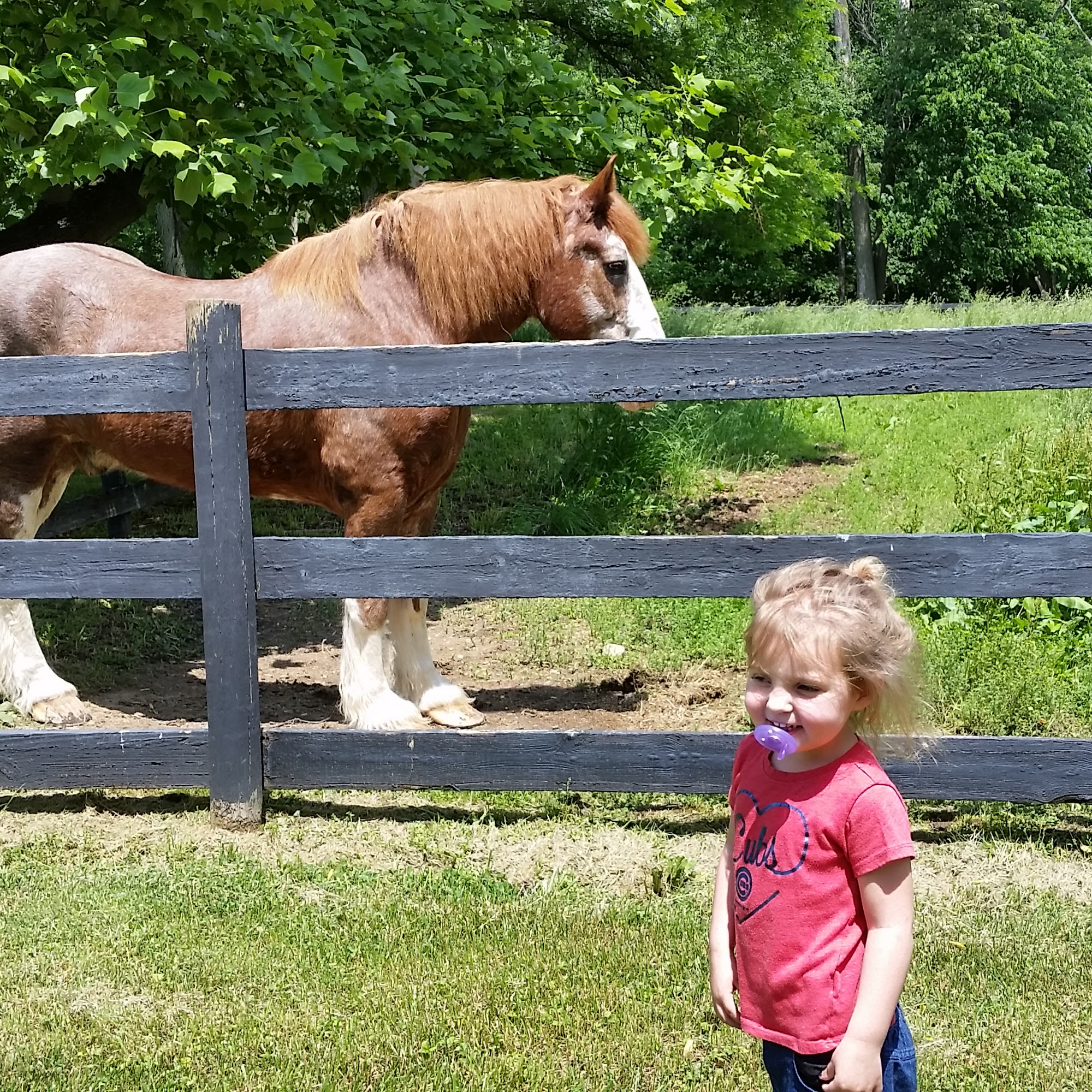 Bloom Animal Hospital Westville