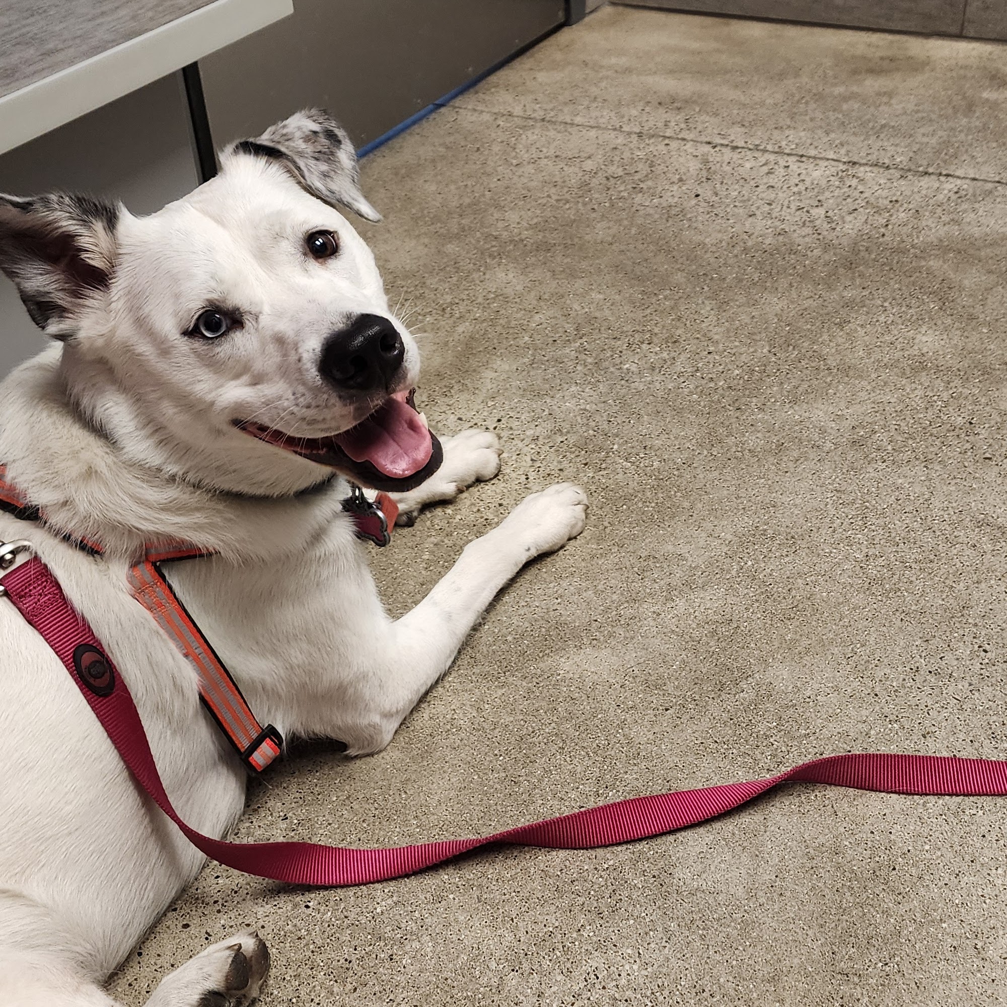 Hero Pet Animal Hospital Westville