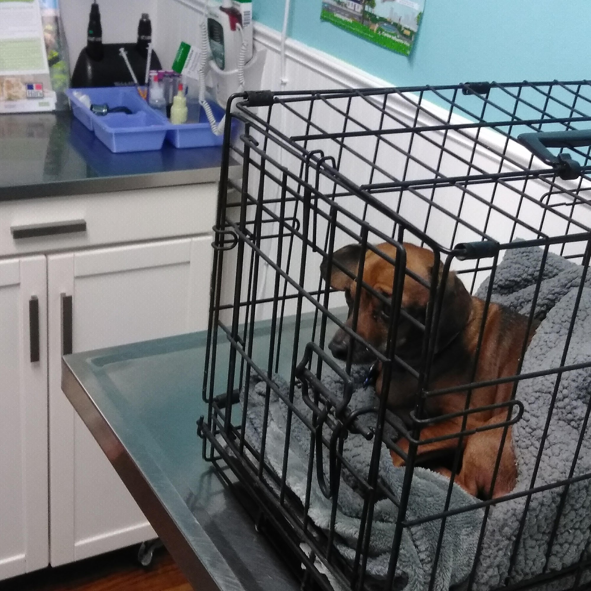 Whiteland Animal Clinic Whiteland