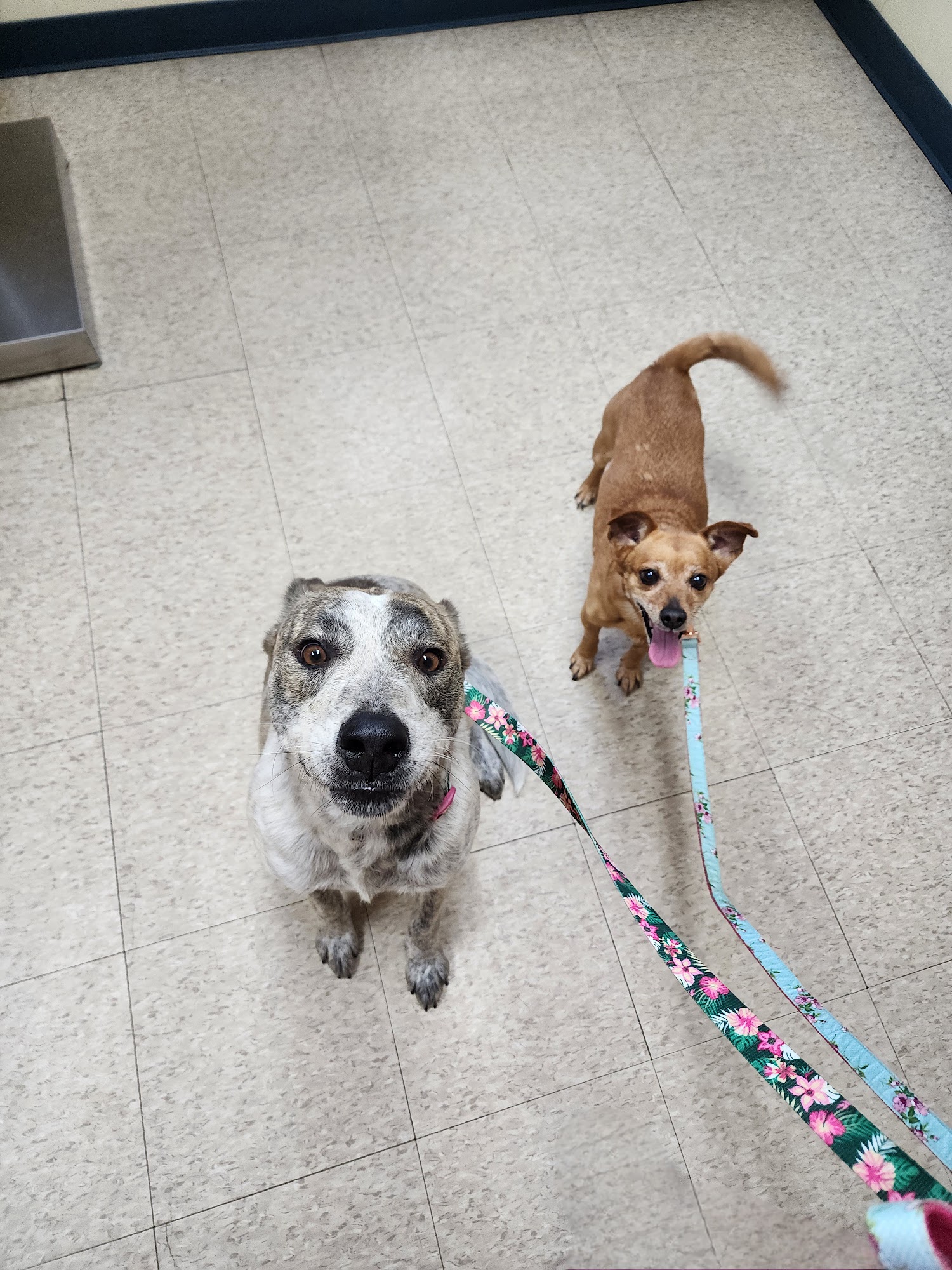 Davis Veterinary Service, PC Winamac