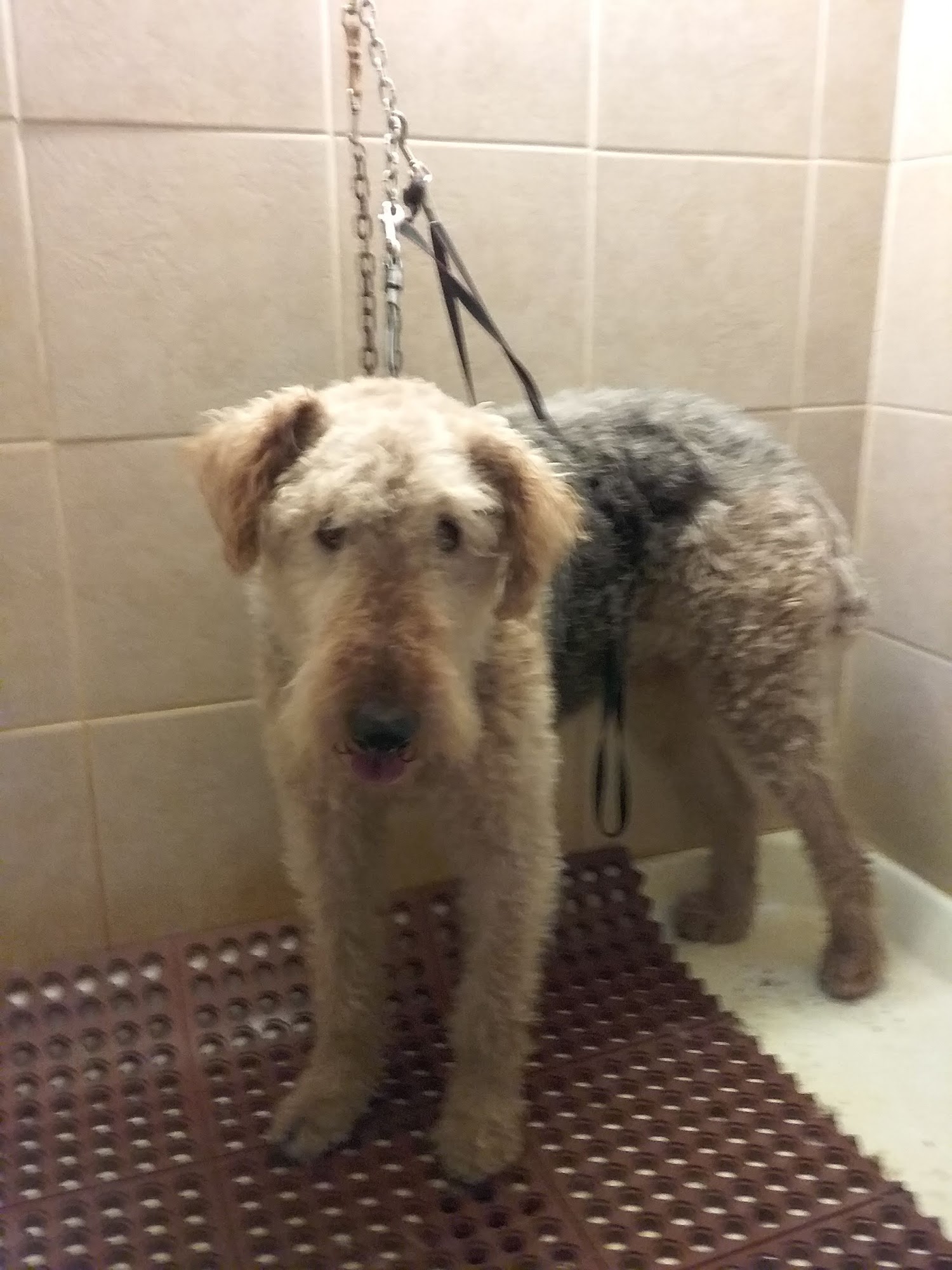 J & J Pet Grooming Winamac