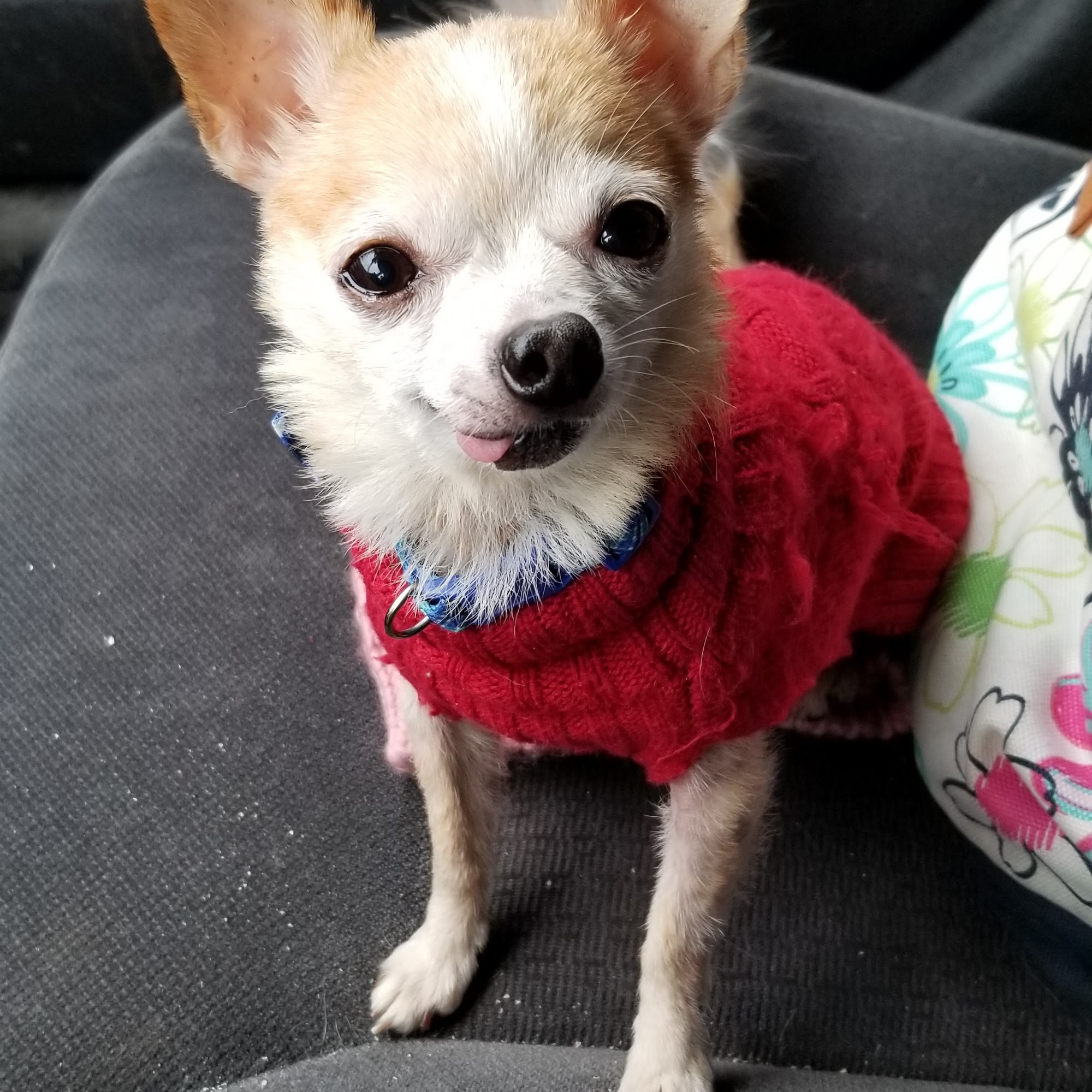 Winchester Veterinary Clinic Winchester