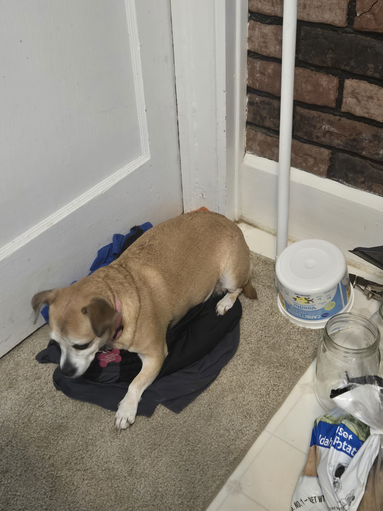 Zionsville Country Vet Clinic Zionsville