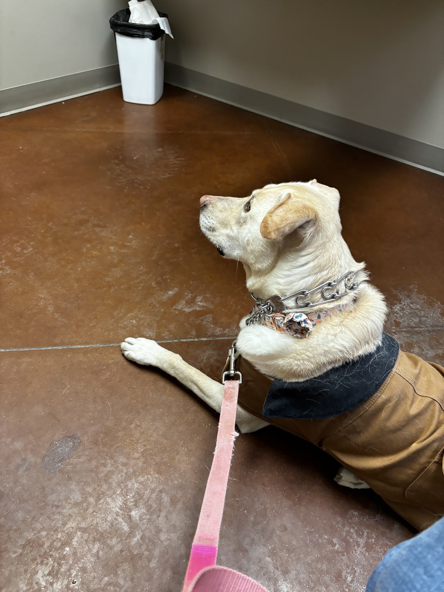 Zionsville Animal Hospital Zionsville