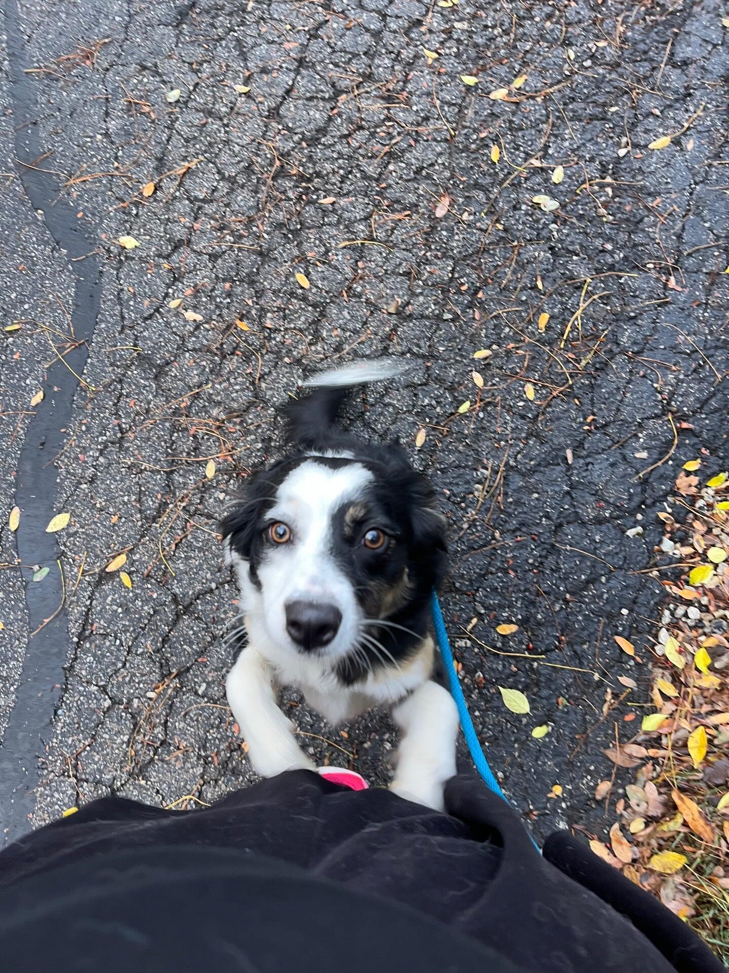 Hunt Club Boarding Kennel Zionsville