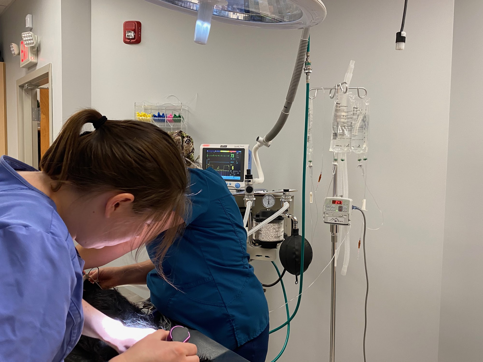 Zionsville Pet Wellness Clinic Zionsville