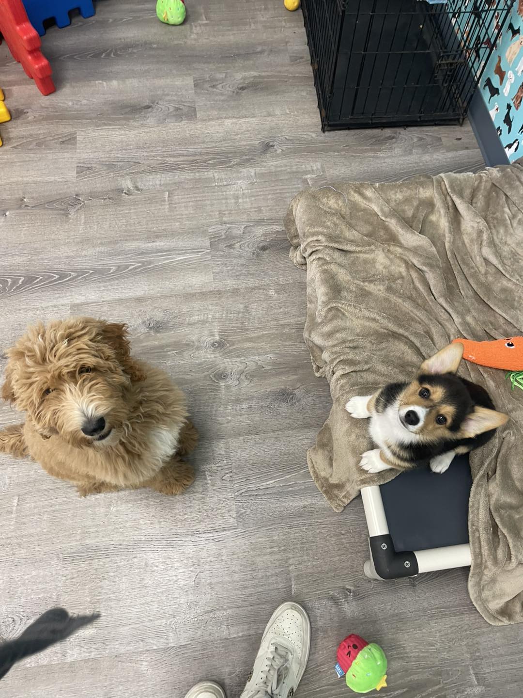 Pampered Pooch Resort & Spa Zionsville