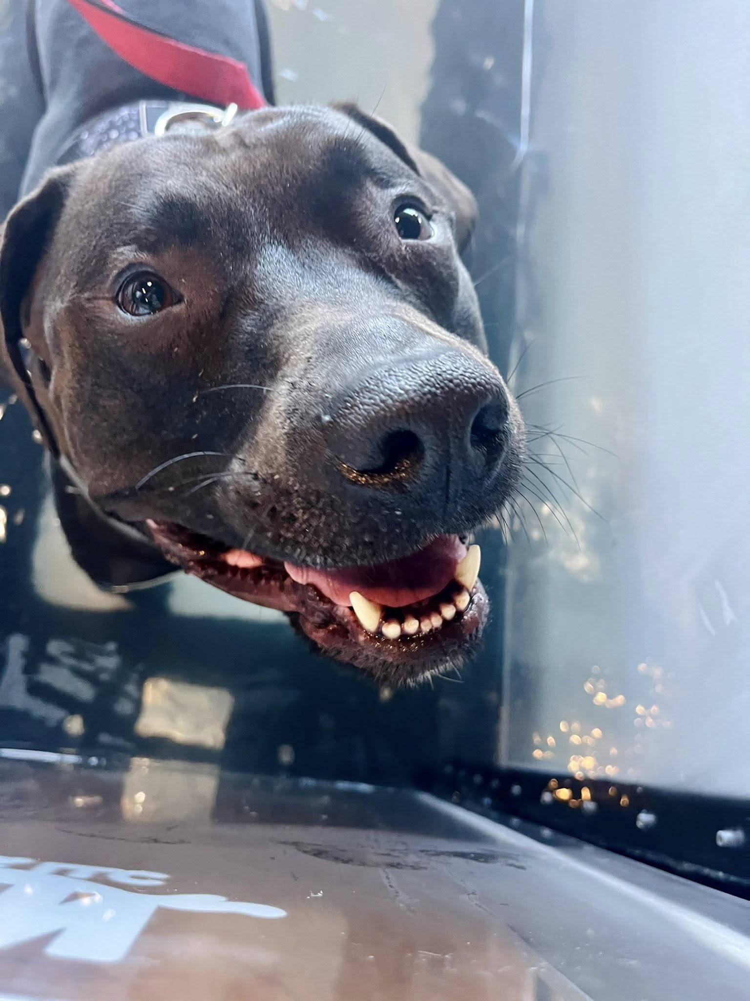 Indy Pet Core Zionsville