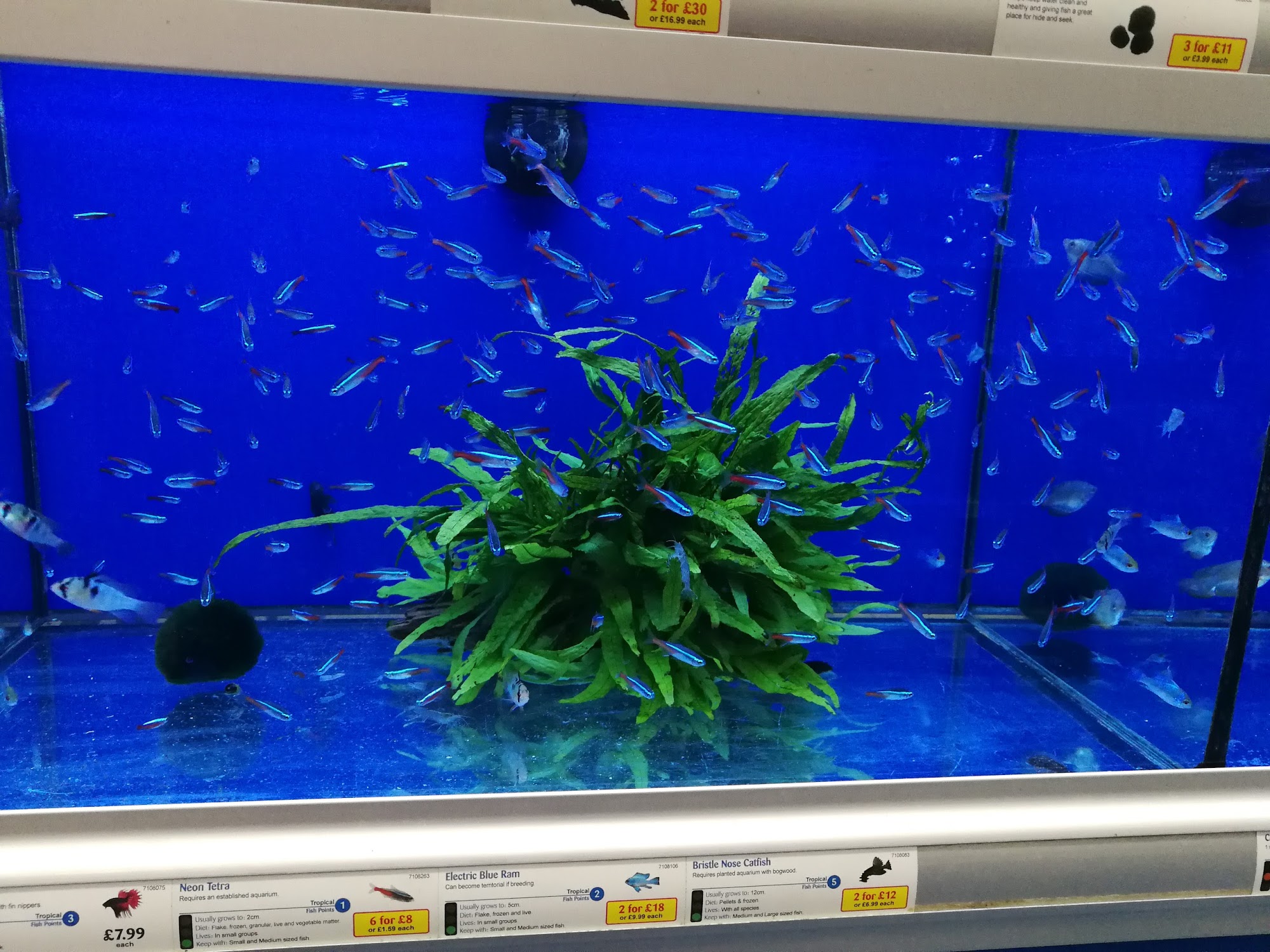 Pets at Home Folkestone