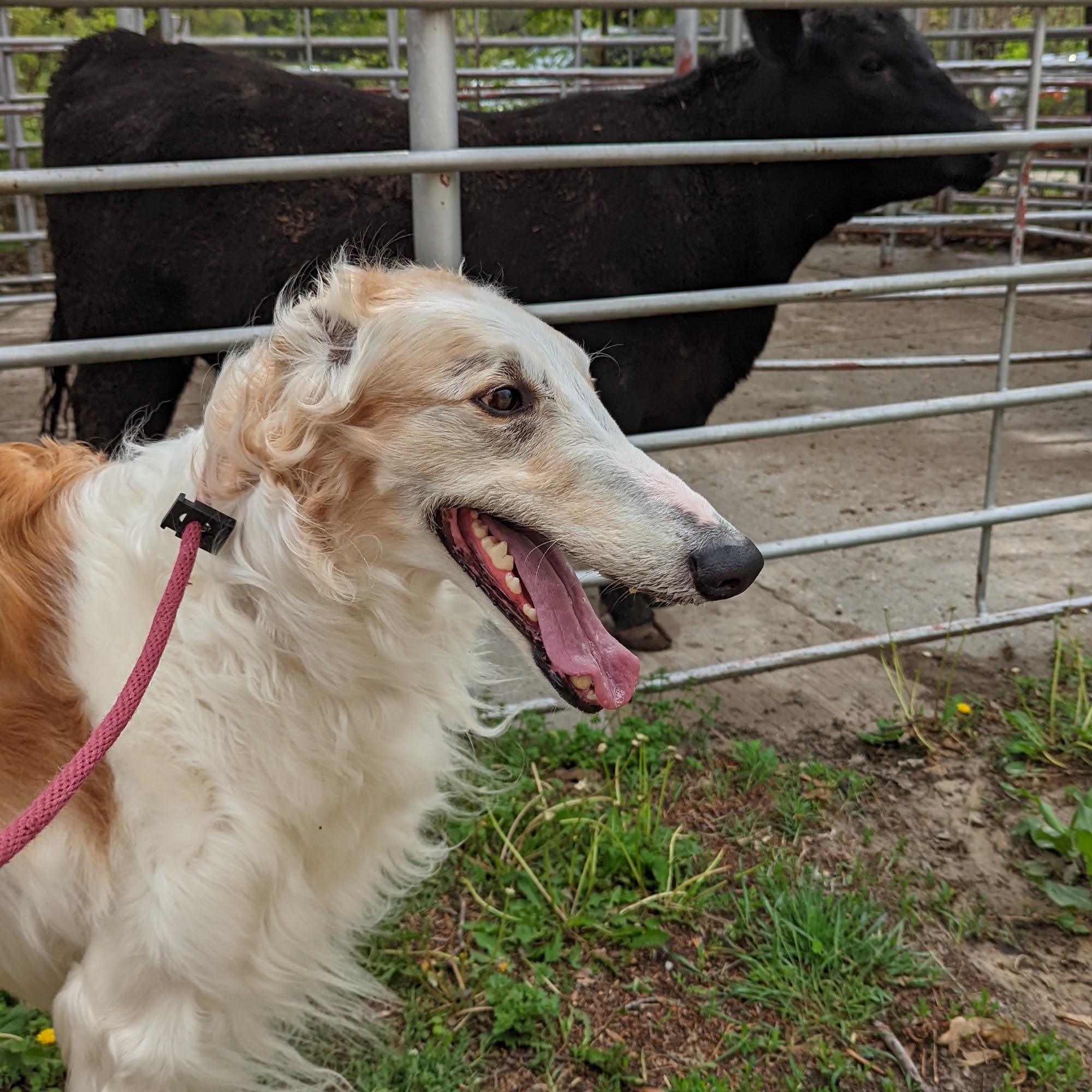 Veterinary Clinic Of Symbioun, Inc. Abilene