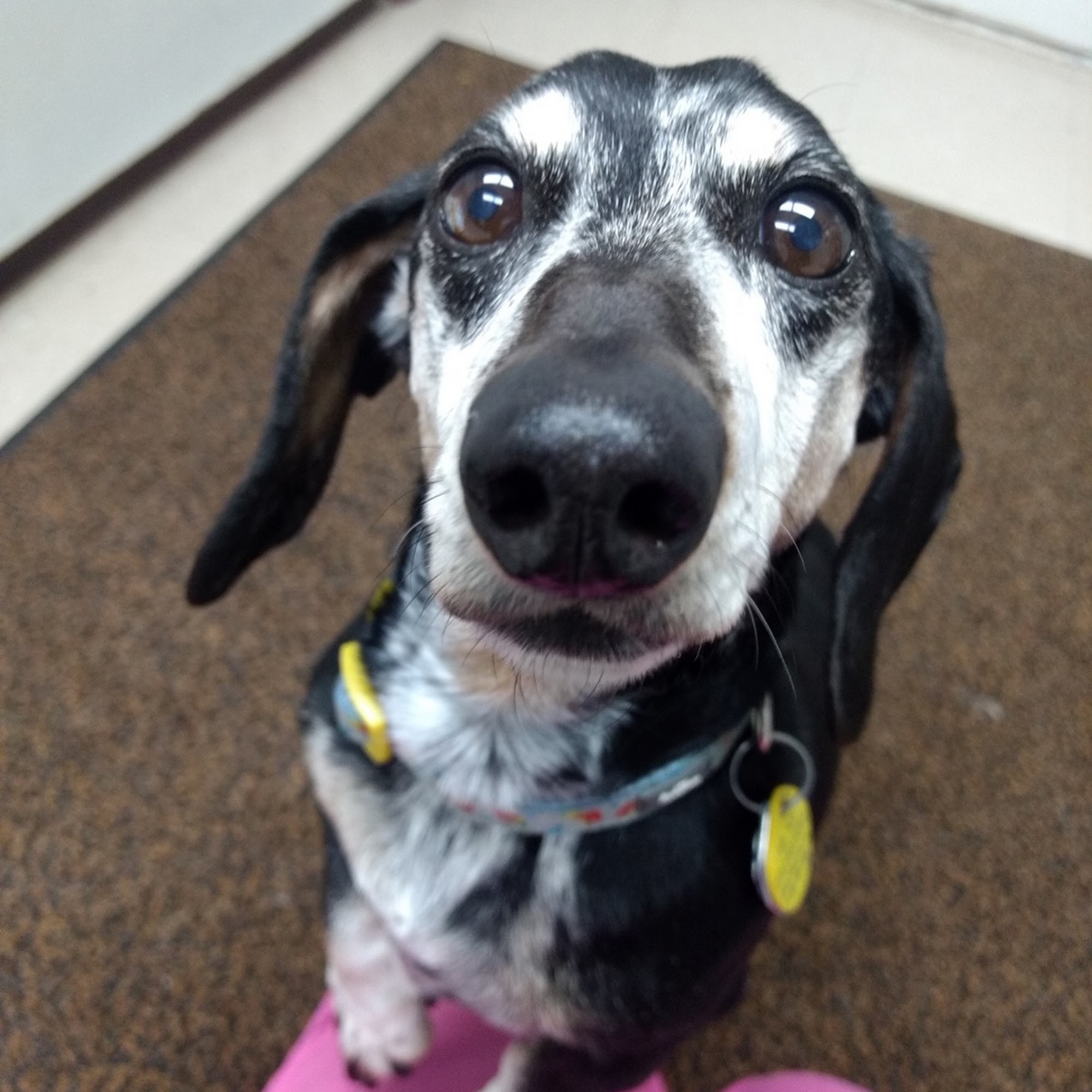 Abilene Animal Hospital PA Abilene