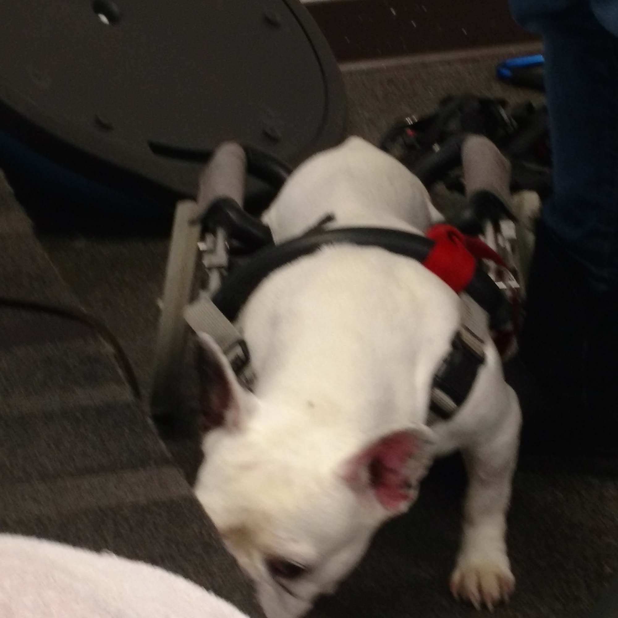 Countryside Pet Clinic & Resort Andover