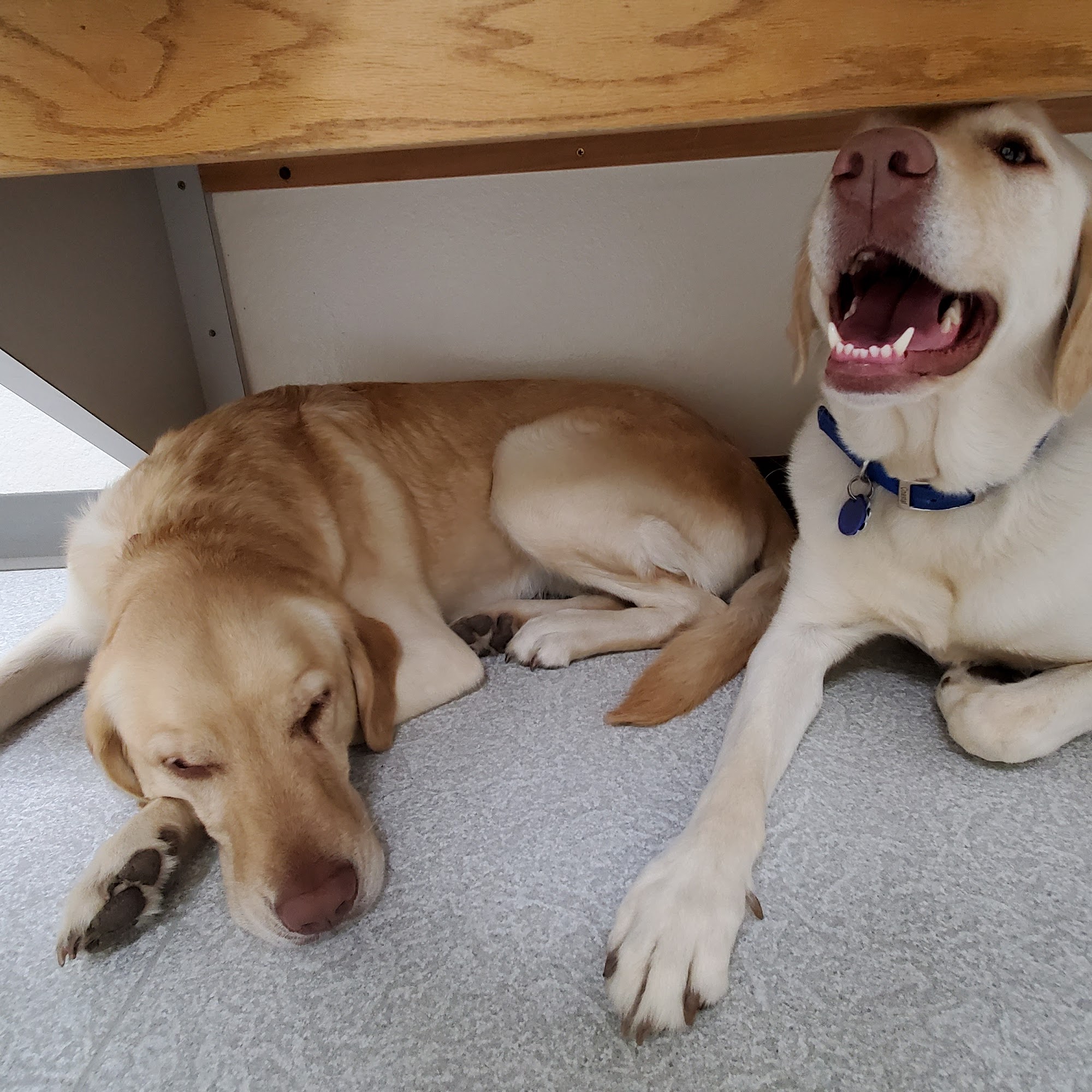 Kutter Pet Care Center Andover