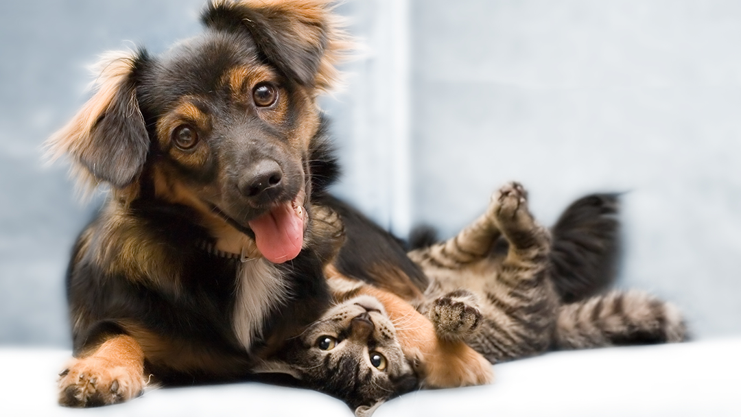 Atchison Animal Clinic Atchison