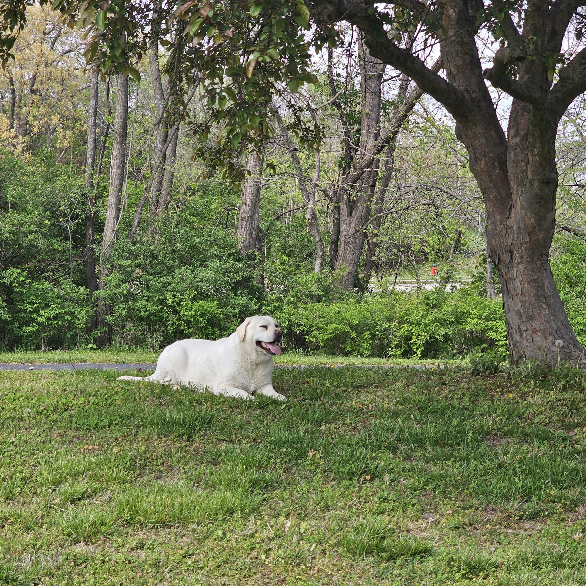 Westside Veterinary Hospital Atchison