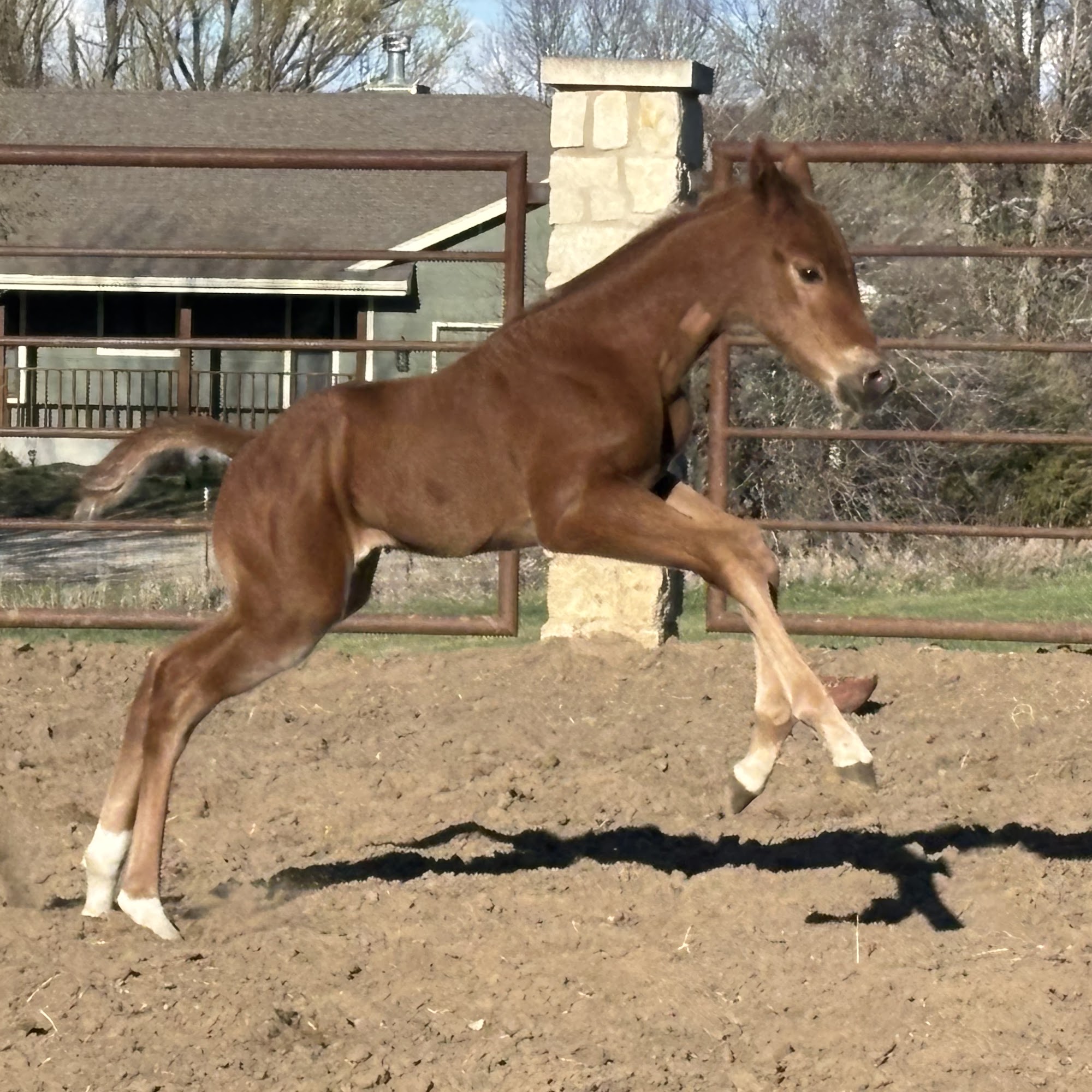 Auburn Animal Clinic Auburn