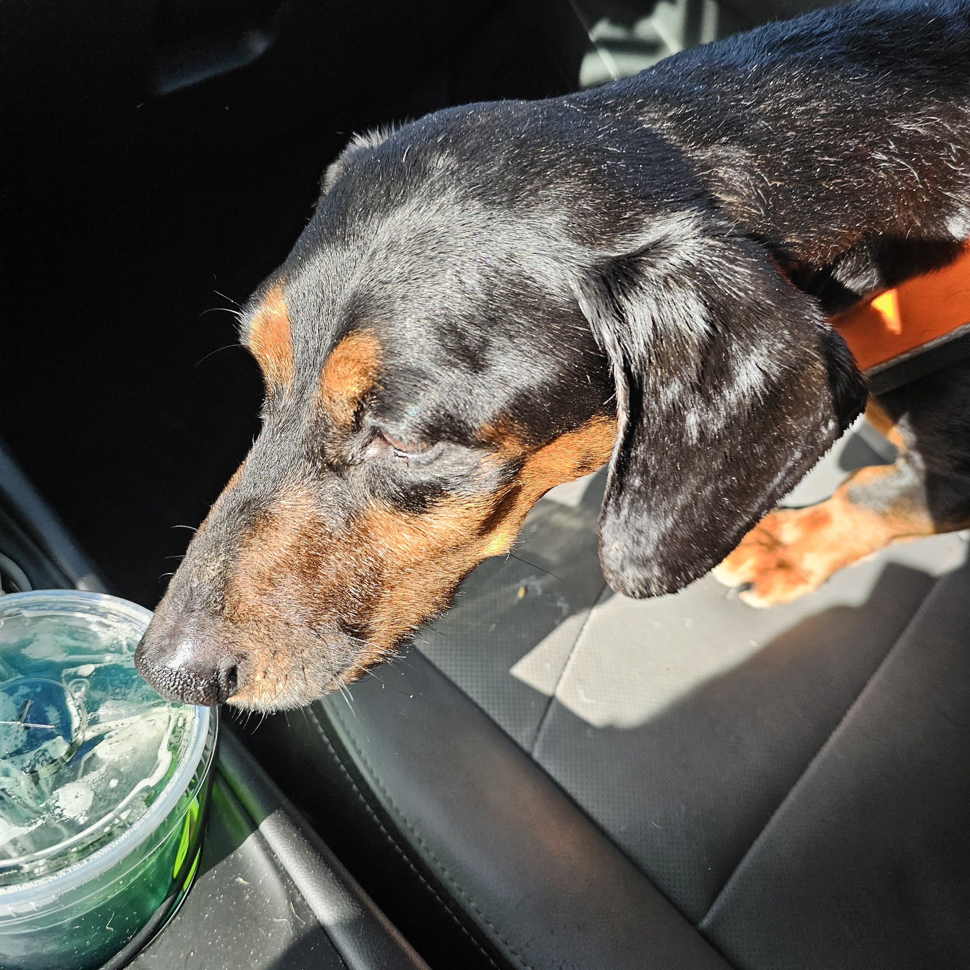 Augusta Animal Clinic Augusta