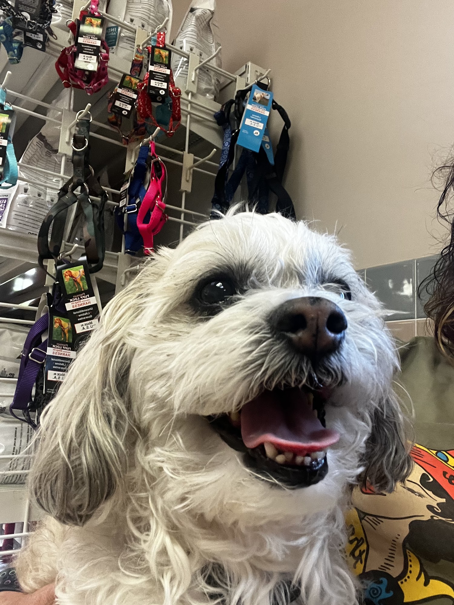 Augusta Animal Clinic Augusta