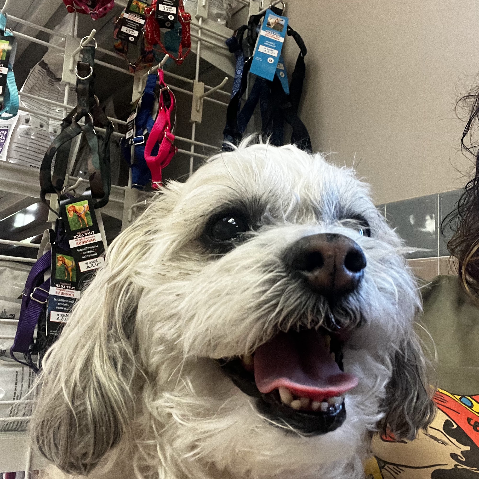 Augusta Animal Clinic: Hemmen Andrea DVM Augusta