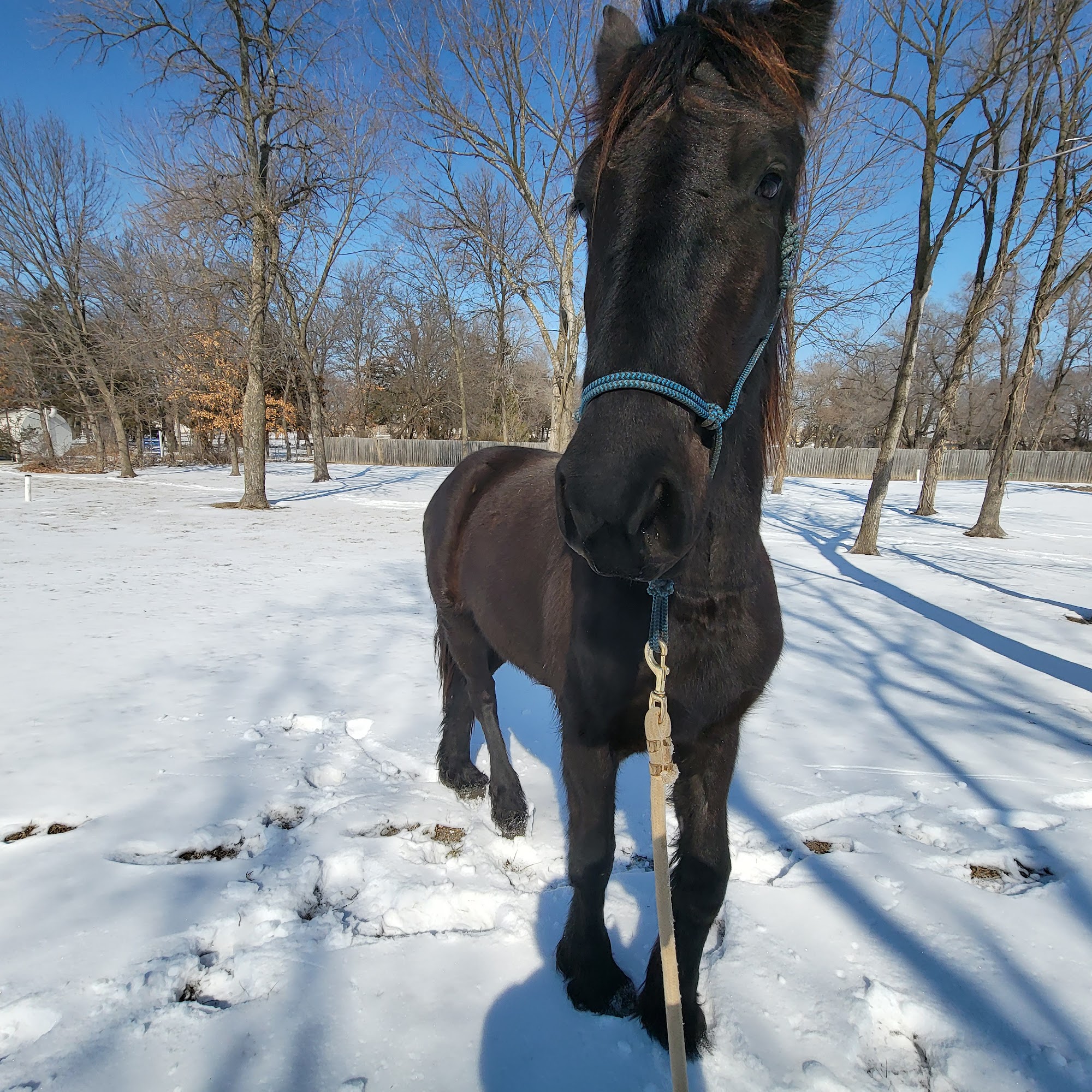 Companion Animal Hospital Baldwin City