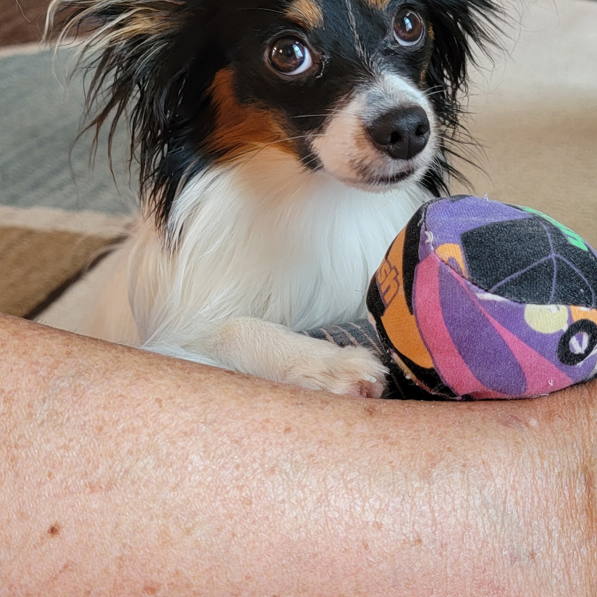 Wolf Creek Veterinary Clinic Basehor